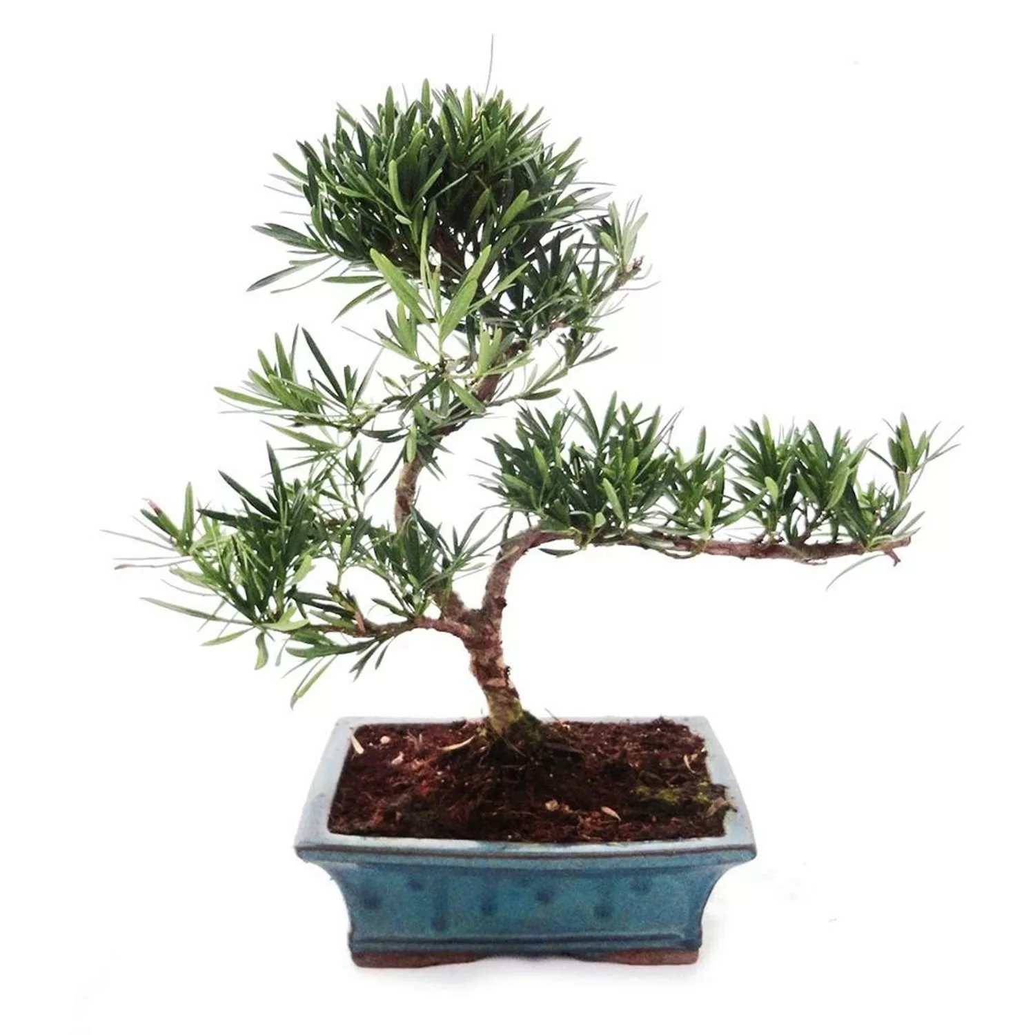 Exotenherz Outdoor Bonsai Podocarpus Kleinblättrige Steineibe 20cm günstig online kaufen