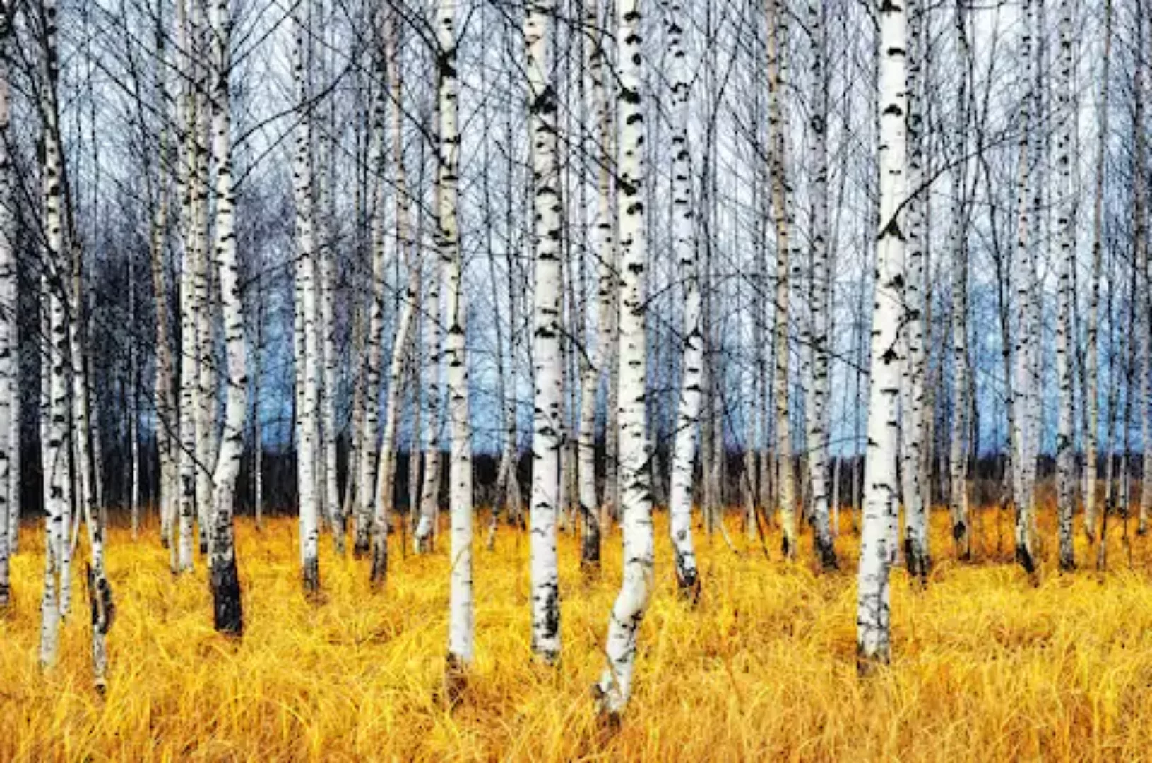 Papermoon Fototapete »Autumn Birch Grove« günstig online kaufen