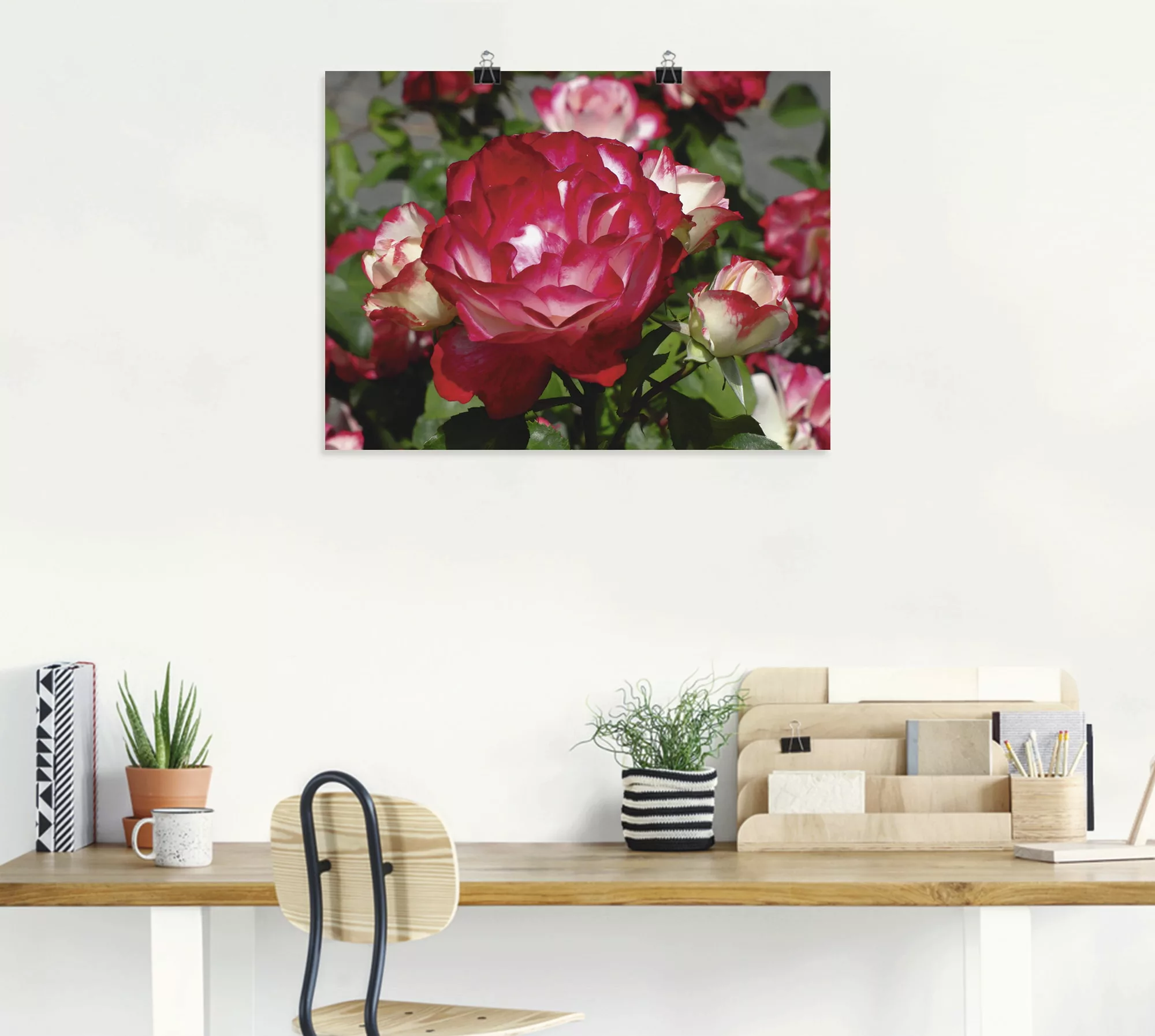 Artland Wandbild "Rot weiße Rosenblüte", Blumen, (1 St.), als Poster, Wanda günstig online kaufen