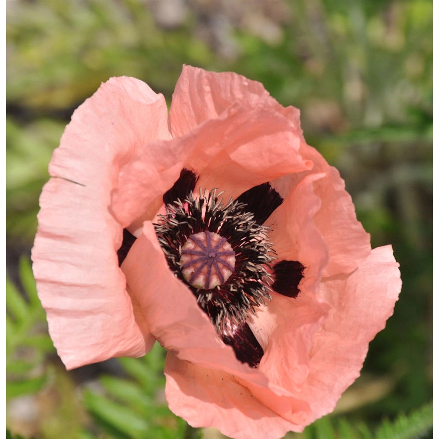 Türkischer Mohn Pink Sensation - Papaver orientale günstig online kaufen