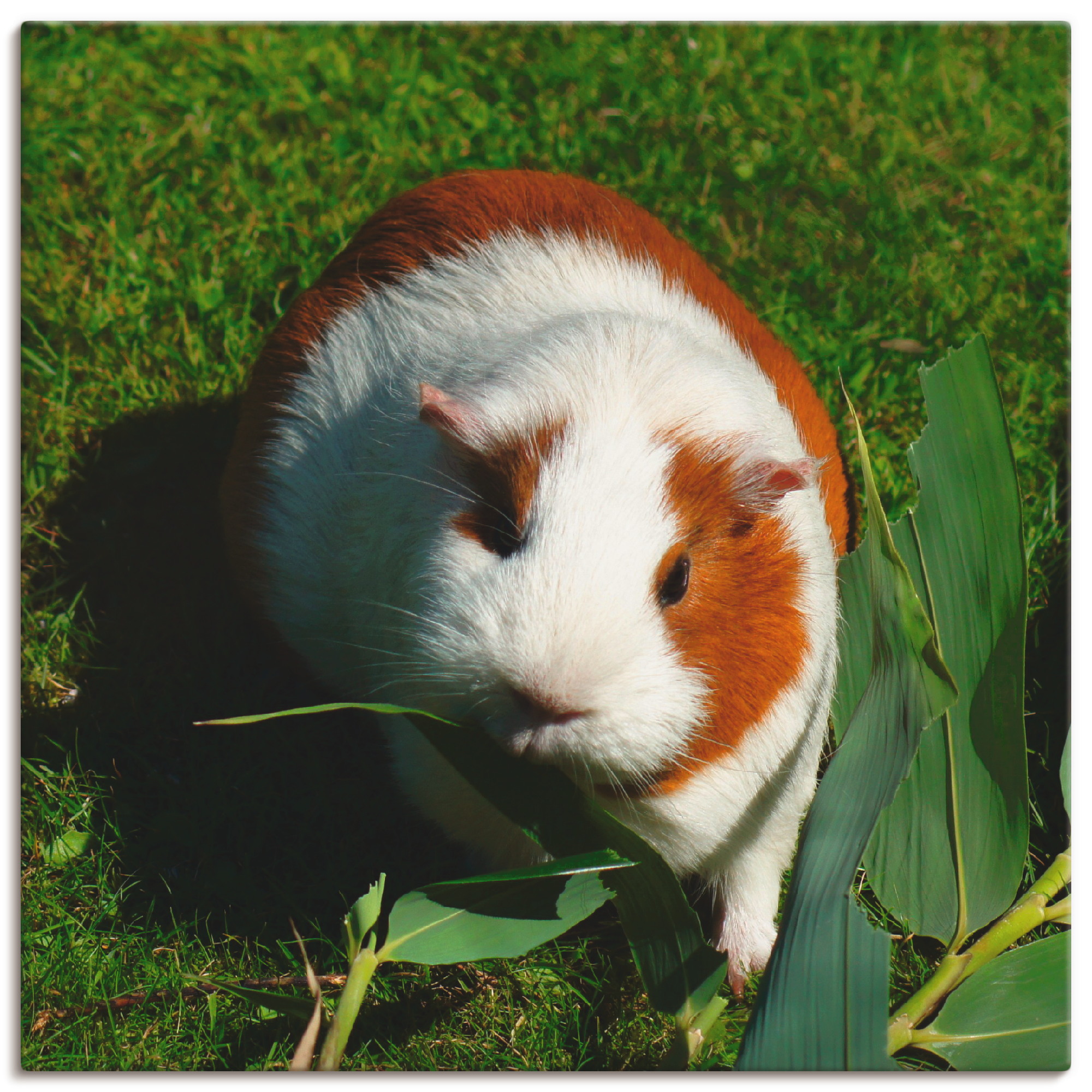 Artland Wandbild »Orange weißes Meerschweinchen«, Haustiere, (1 St.), als A günstig online kaufen