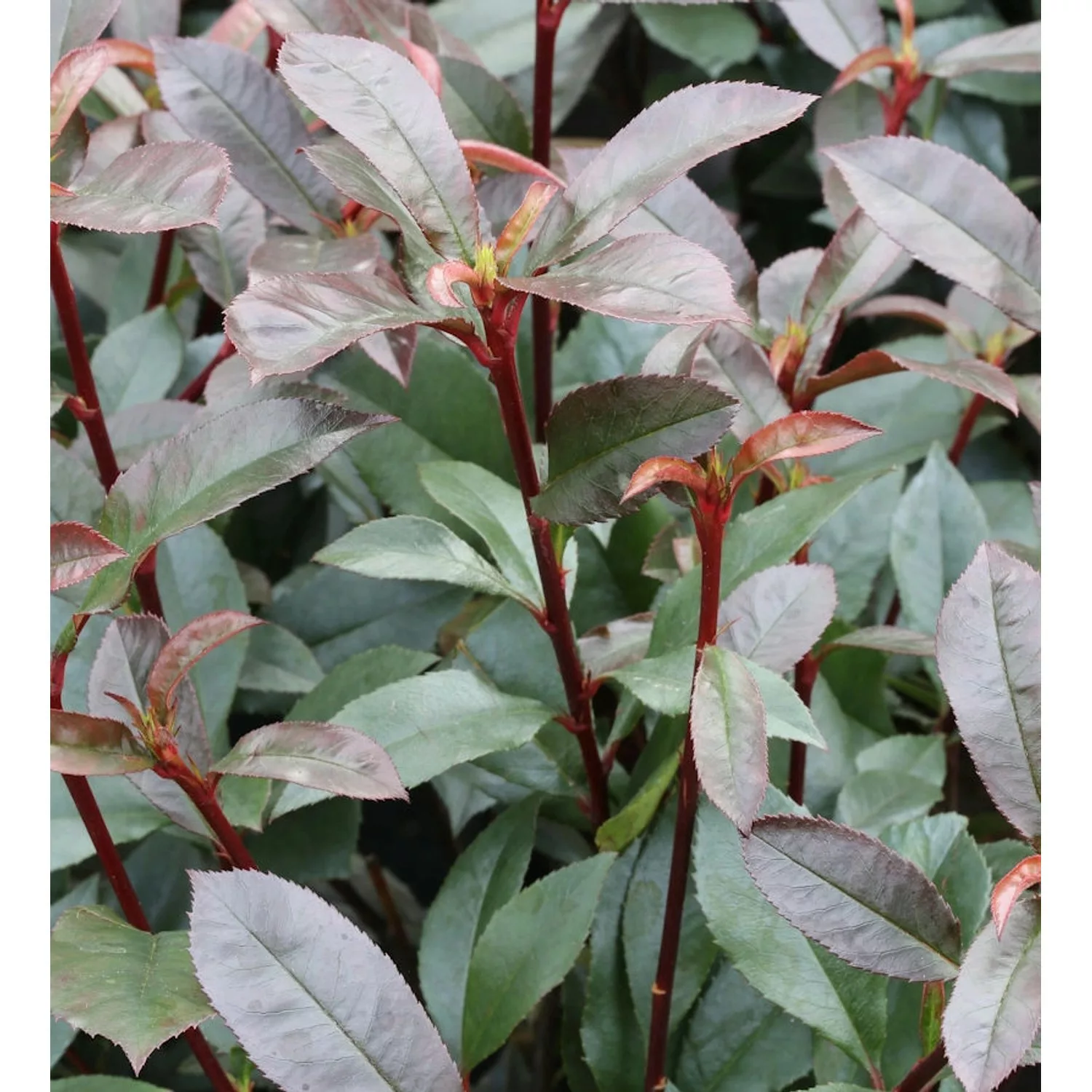 Hochstamm Kompakte Glanzmispel 40-60cm - Photinia fraseri günstig online kaufen