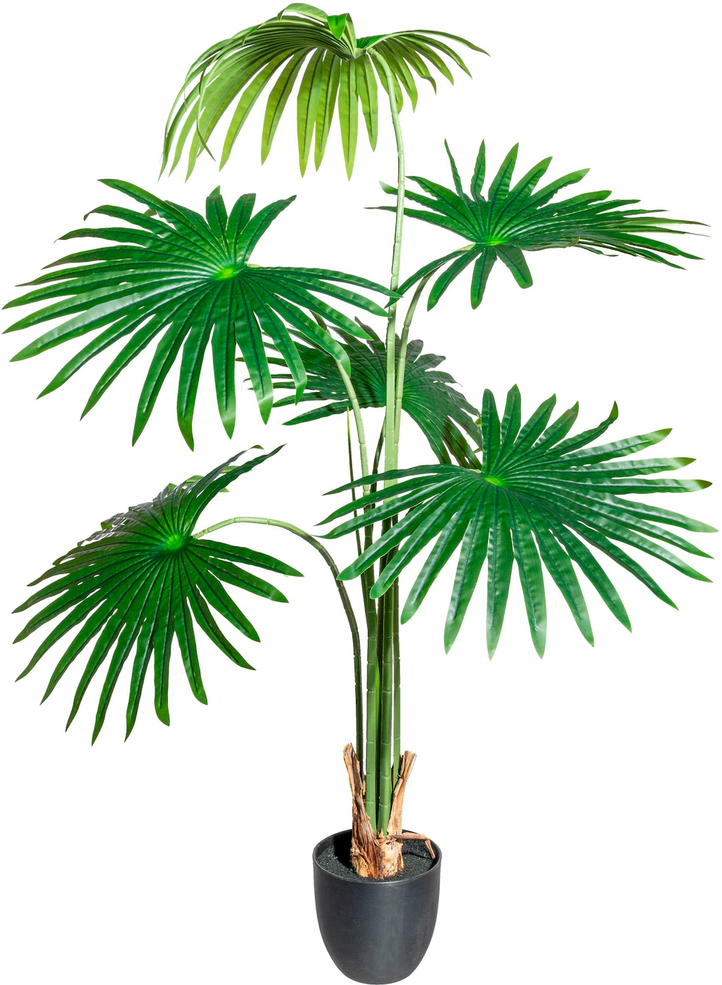 Creativ green Kunstbaum "Washingtonia" günstig online kaufen