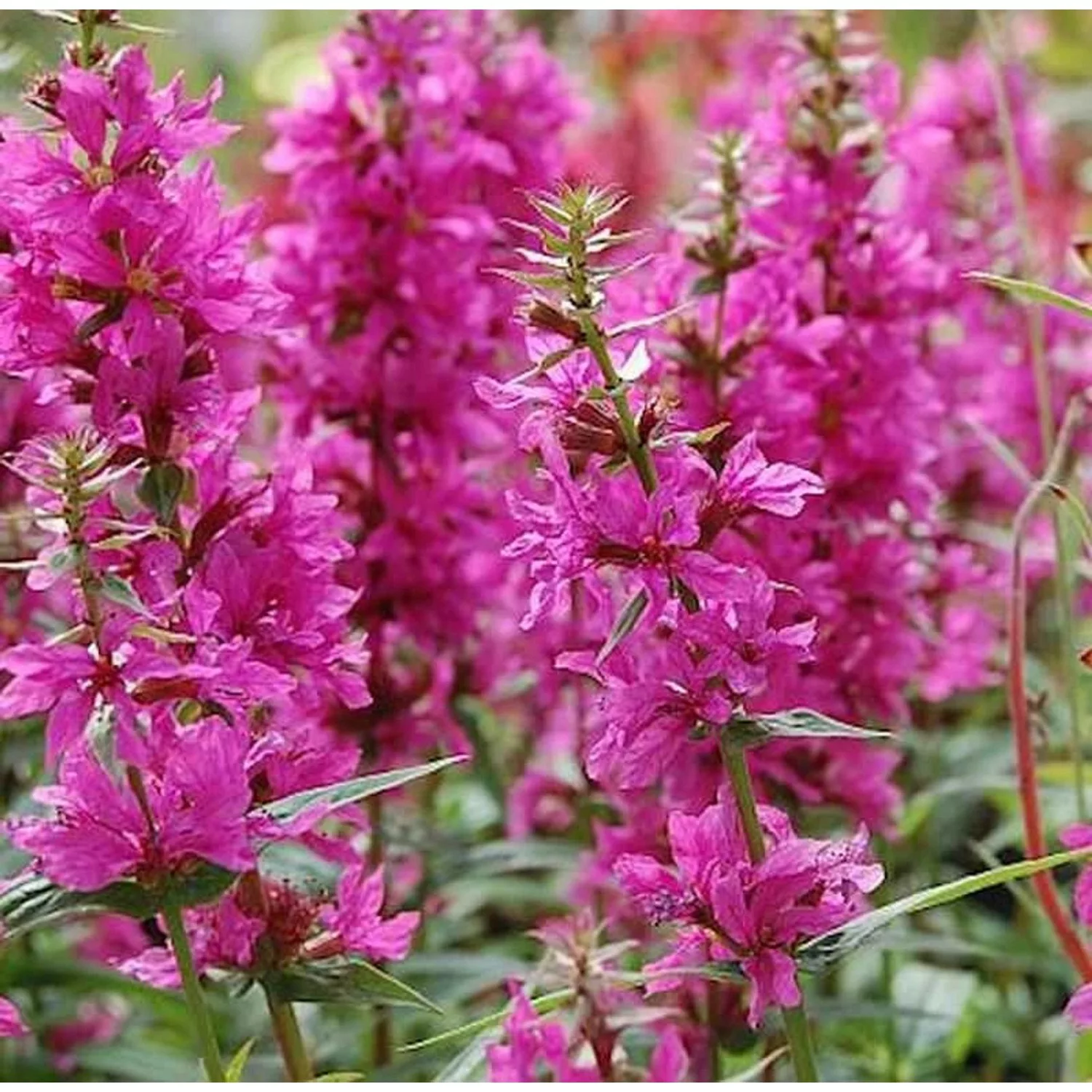 Blutweiderich Zigeunerblut - Lythrum salicaria günstig online kaufen