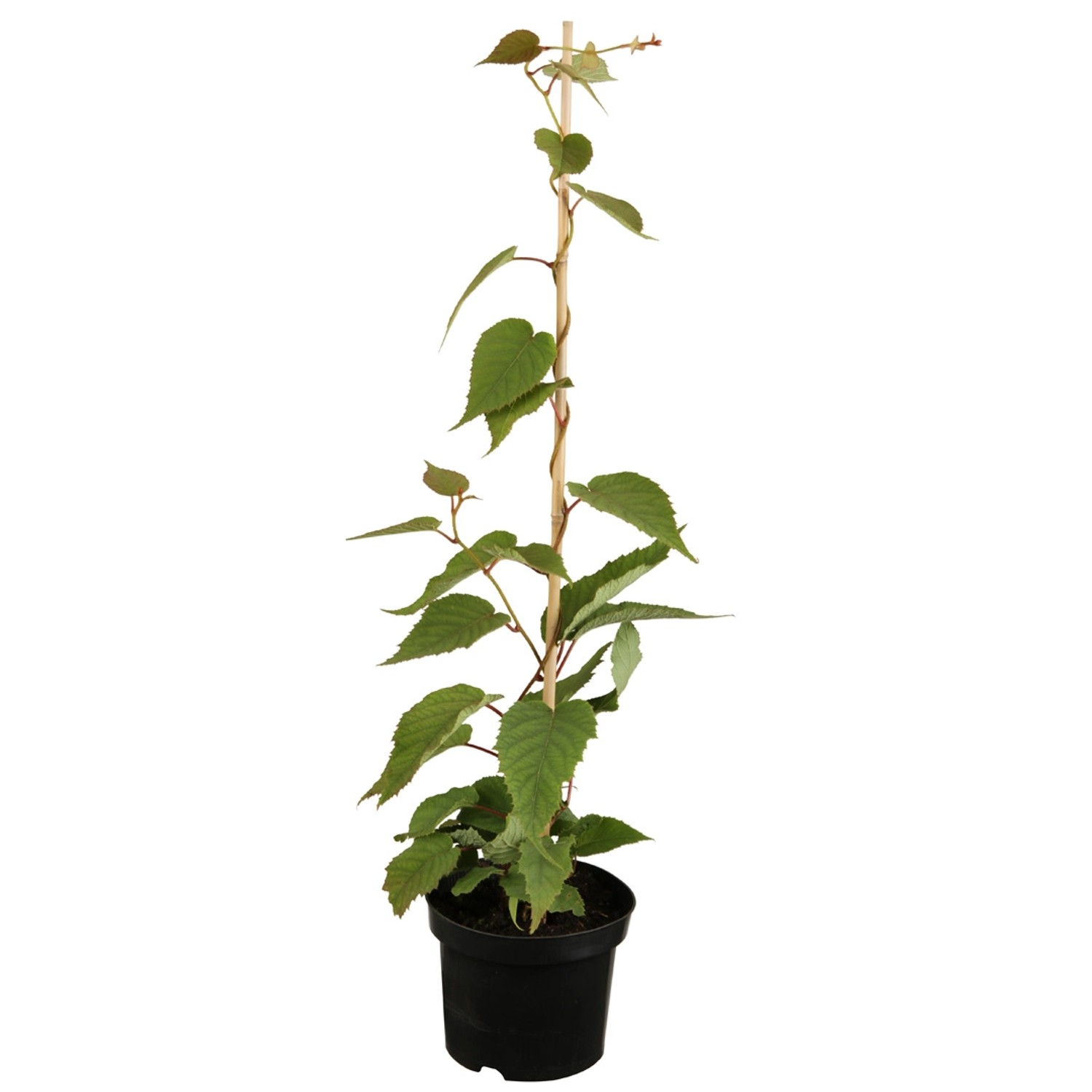 GROW by OBI Kiwi Jenny Höhe ca. 30 - 40 cm Topf ca. 3 l Acitindia chinensis günstig online kaufen