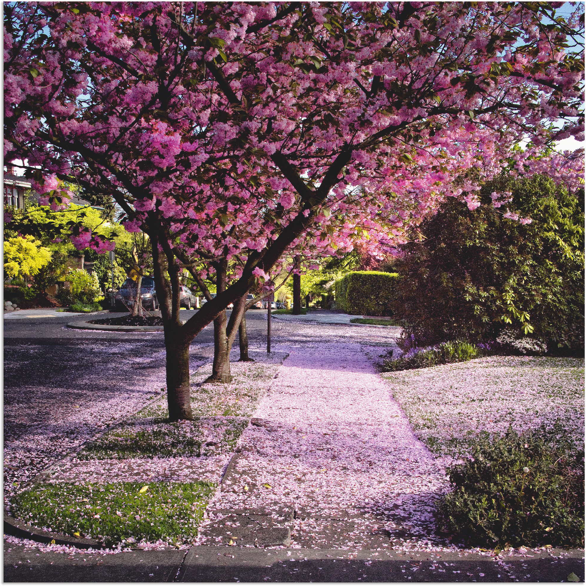 Artland Wandbild "Fallende Blütenblätter", Bäume, (1 St.), als Alubild, Out günstig online kaufen