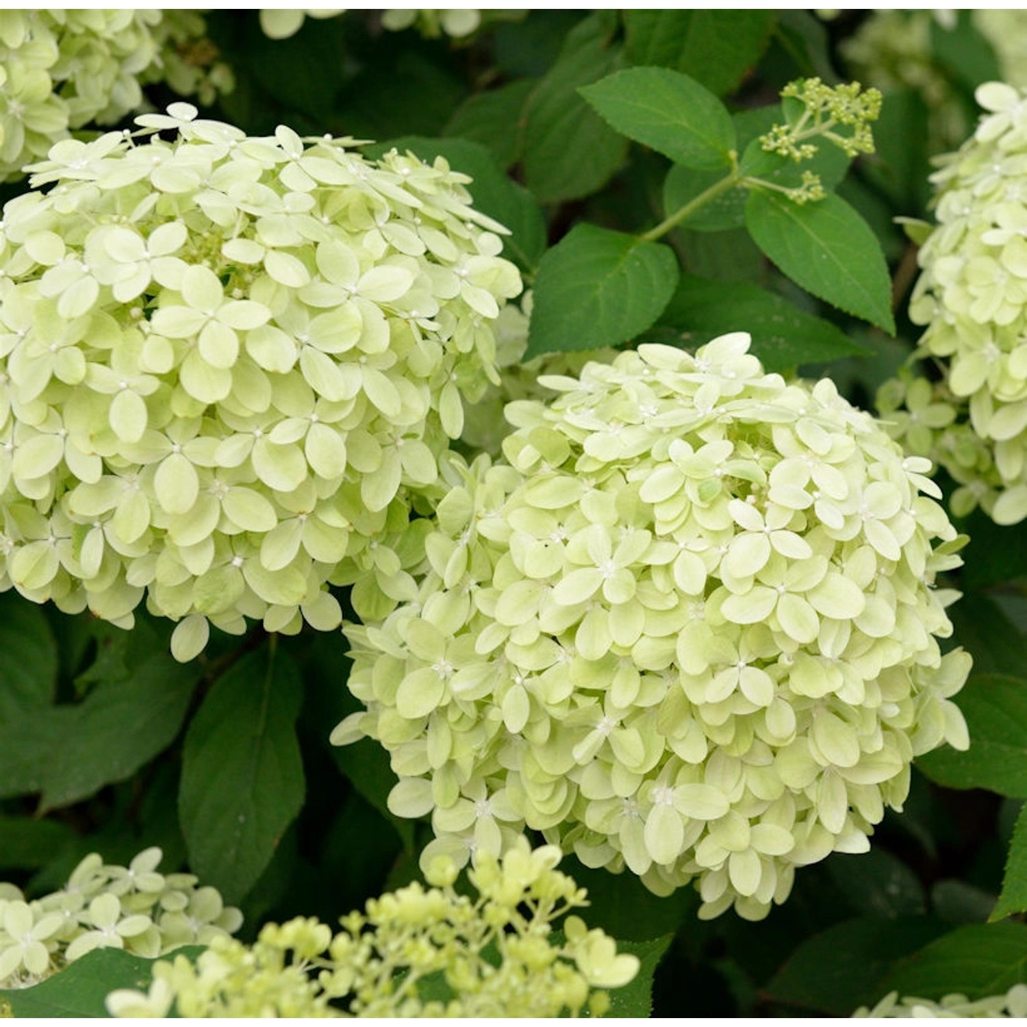 Rispenhortensie Polarbär 40-60cm - Hydrangea paniculata günstig online kaufen