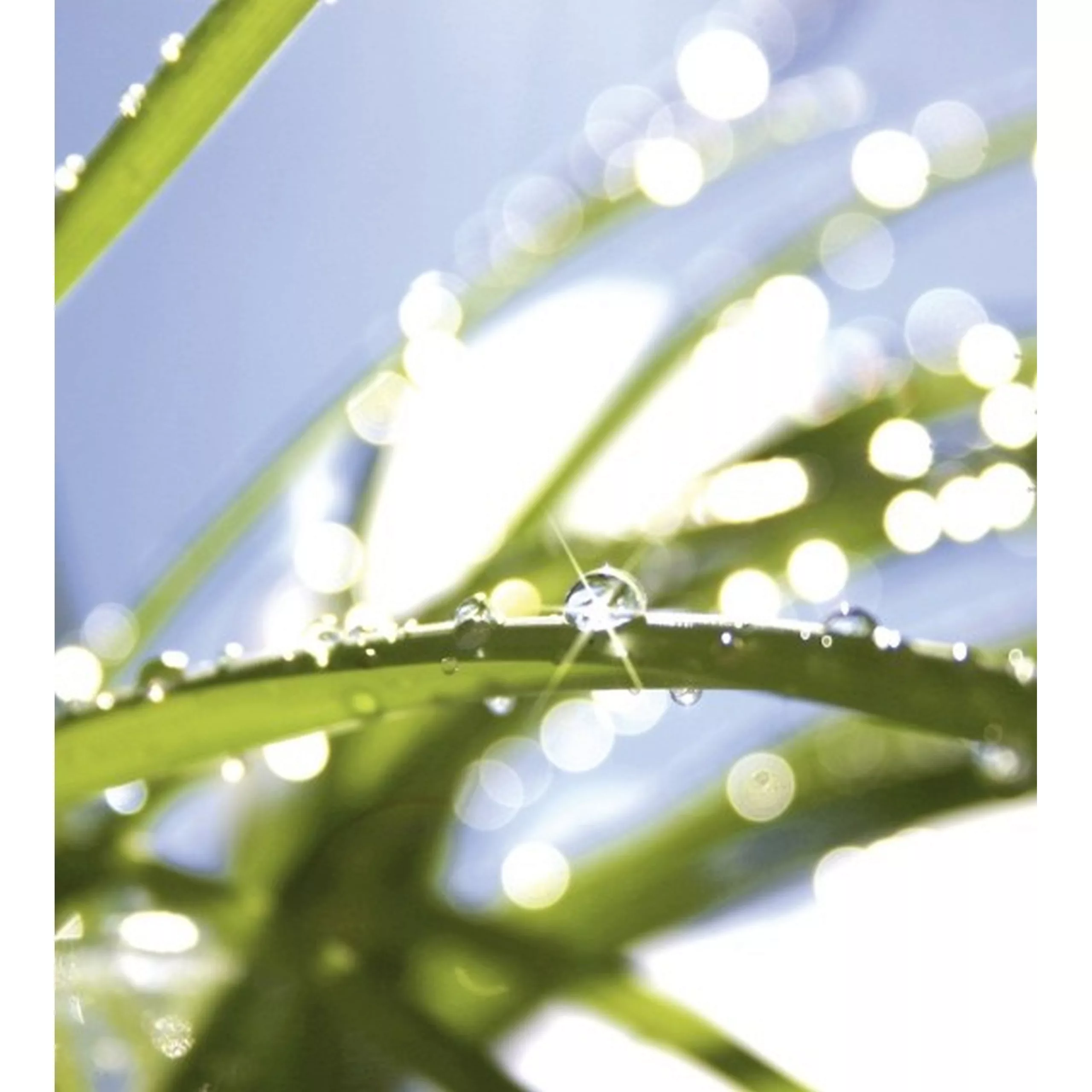 Fototapete GRASS  | MS-3-0154 | Grün | Digitaldruck auf Vliesträger günstig online kaufen