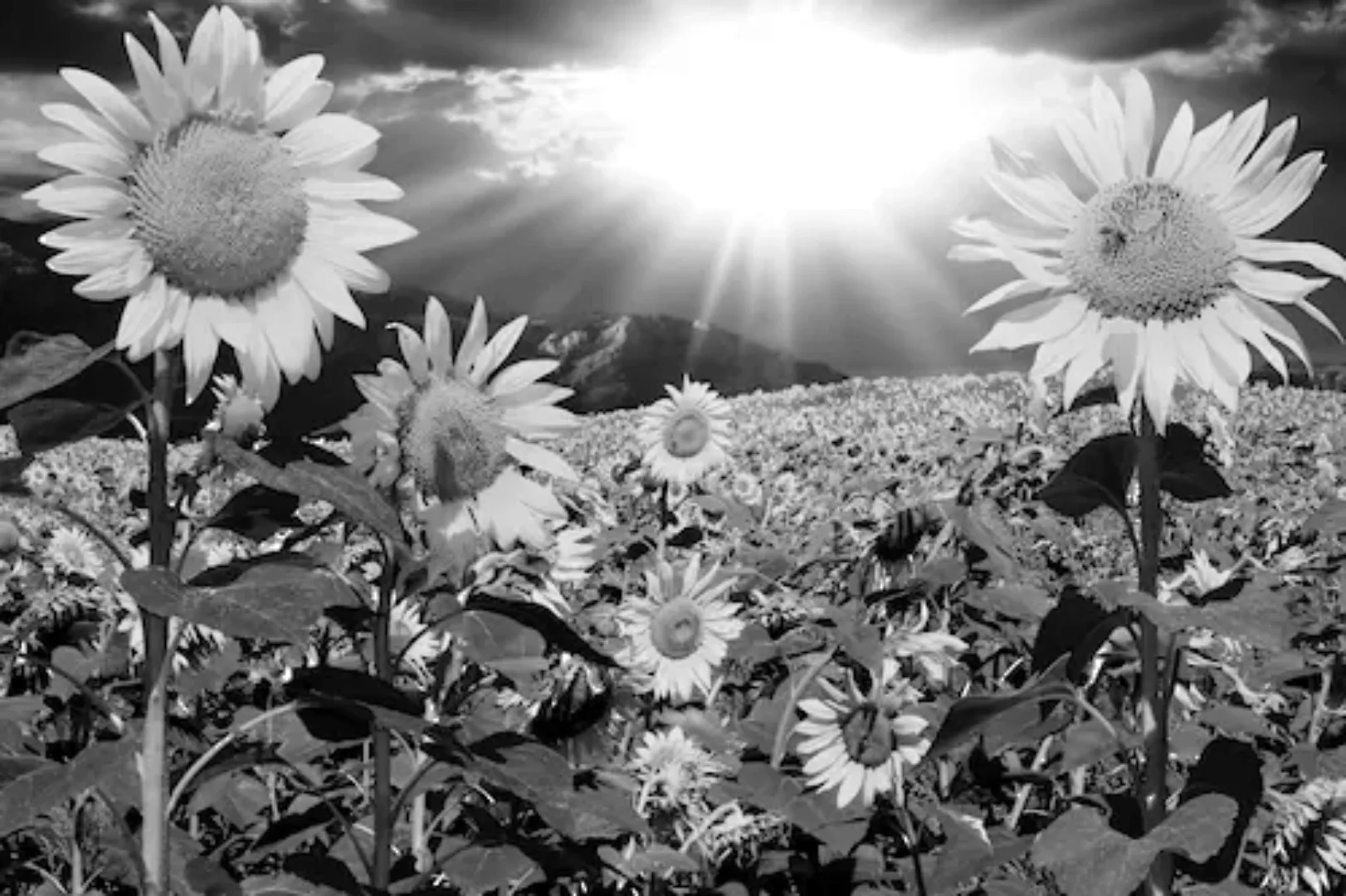 Papermoon Fototapete »Pusteblume Schwarz & Weiß« günstig online kaufen