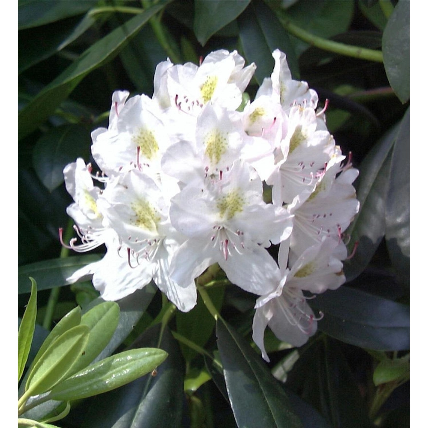 Großblumige Rhododendron Catawbiense Alba 30-40cm - Alpenrose günstig online kaufen