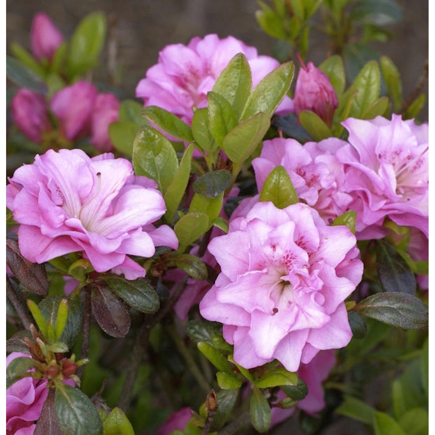 Japanische Azalee Rosinetta 25-30cm - Rhododendron obtusum günstig online kaufen