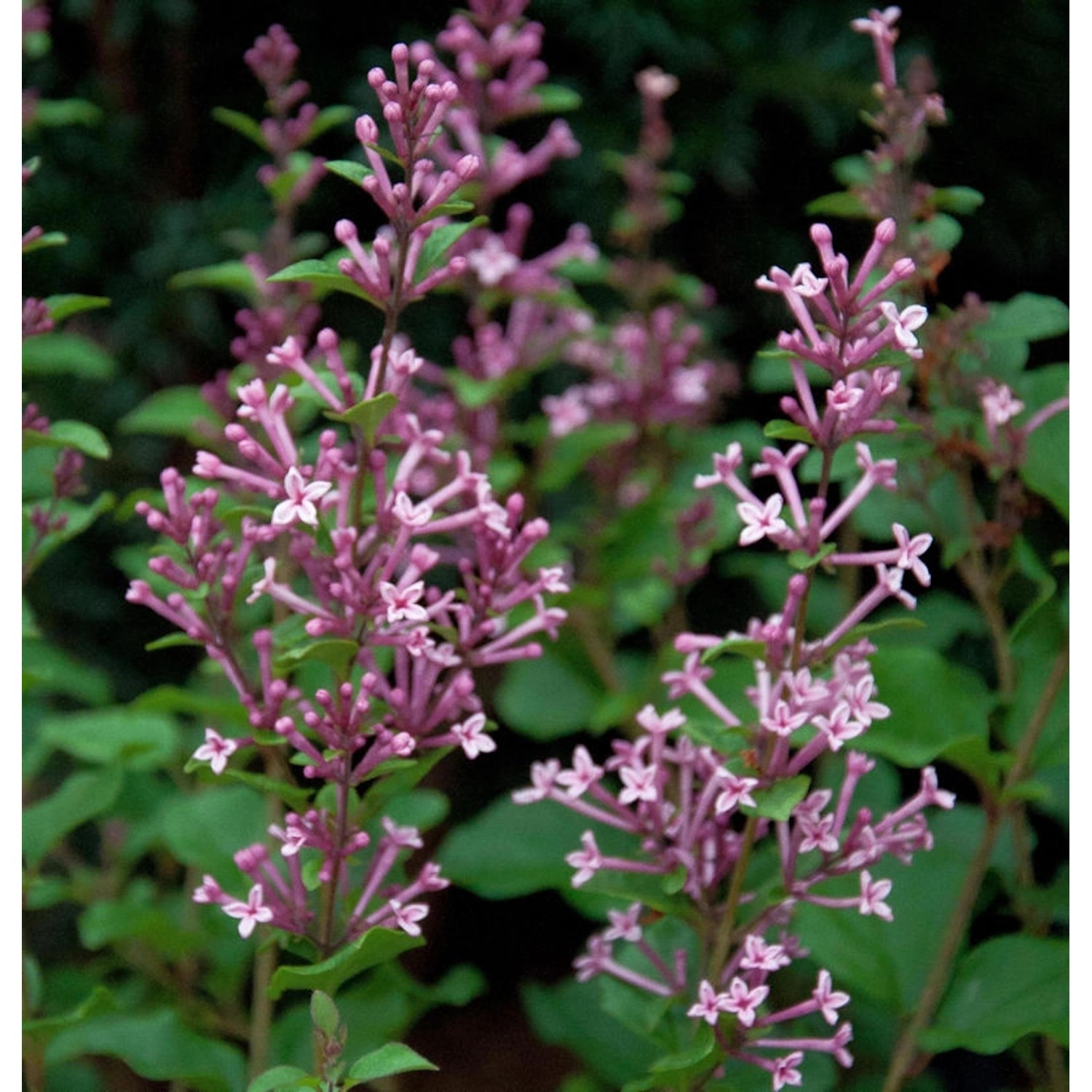 Hochstamm Edelflieder Bloomerang Pink Perfume 60-80cm - Syringa günstig online kaufen