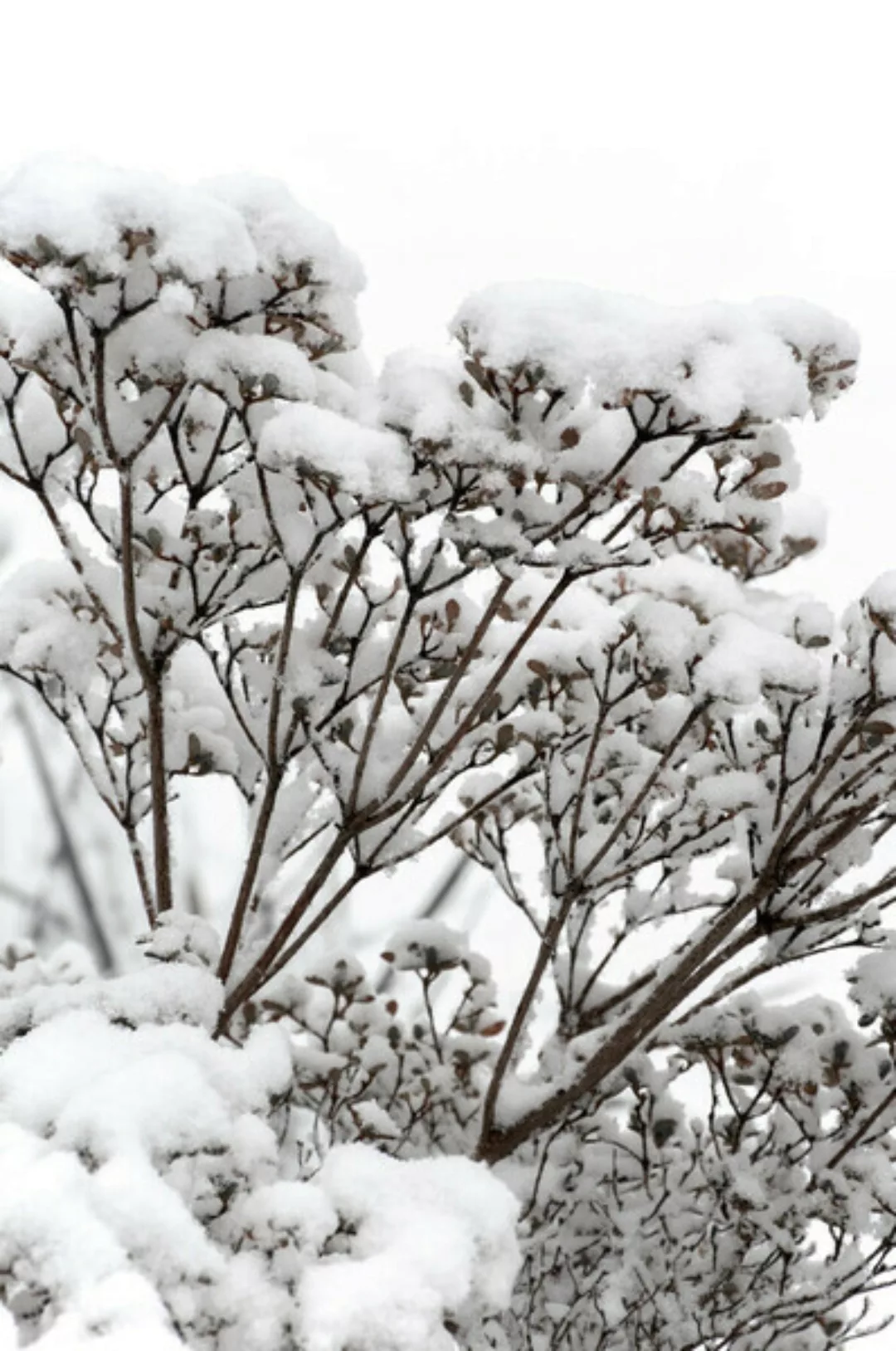 Poster / Leinwandbild - Snowy White Flower Branches günstig online kaufen