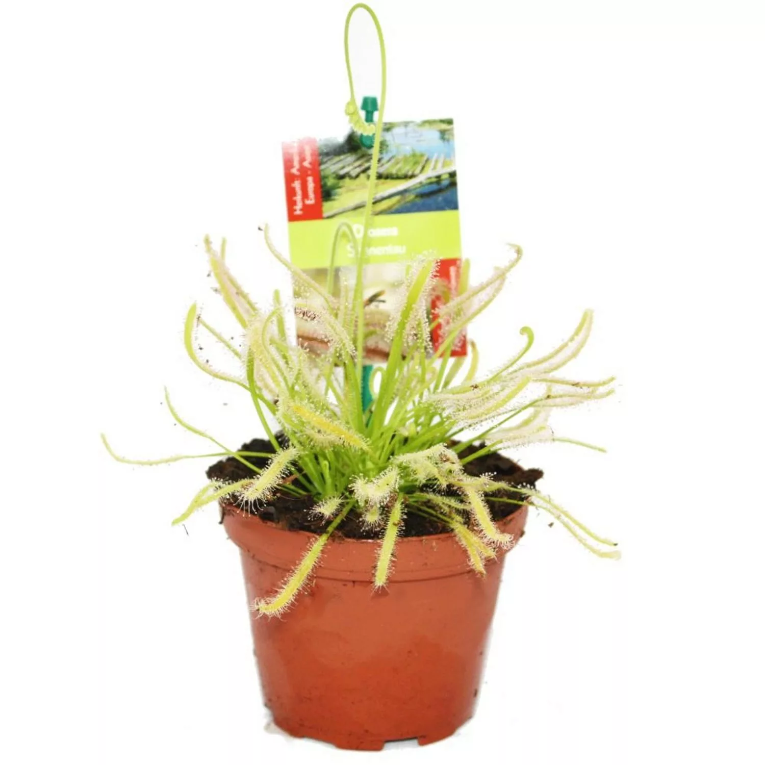 Exotenherz Sonnentau Drosera Capensis 9cm Topf günstig online kaufen