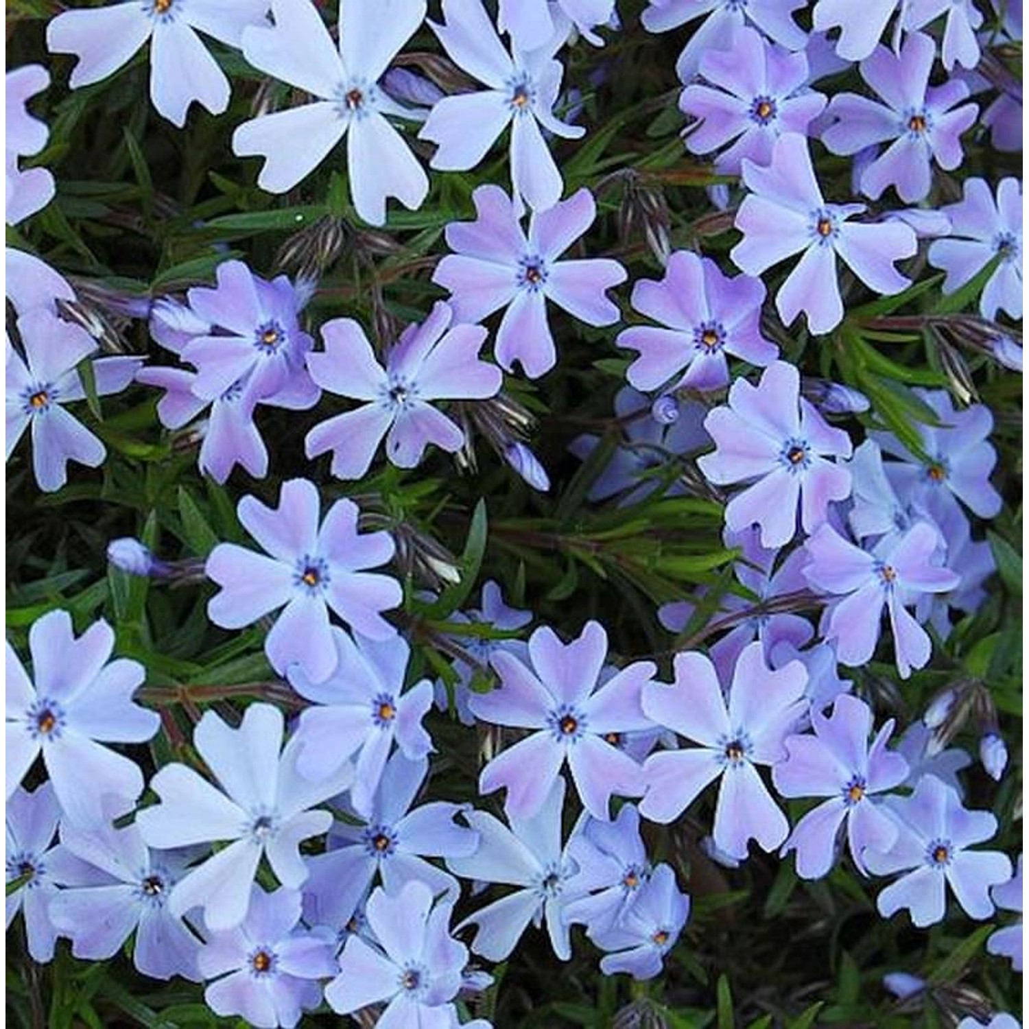 Teppich Phlox Emerald Cushion Blue - Phlox subulata günstig online kaufen