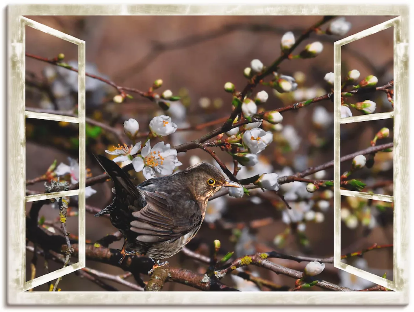Artland Wandbild "Fensterblick - Kirschblüten mit Amsel", Vögel, (1 St.) günstig online kaufen