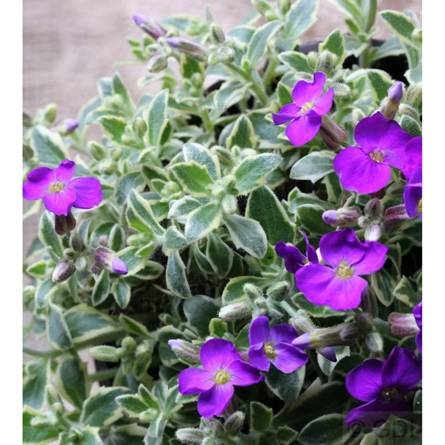 Blaukissen Dr. Mules Variegated - Aubrieta günstig online kaufen