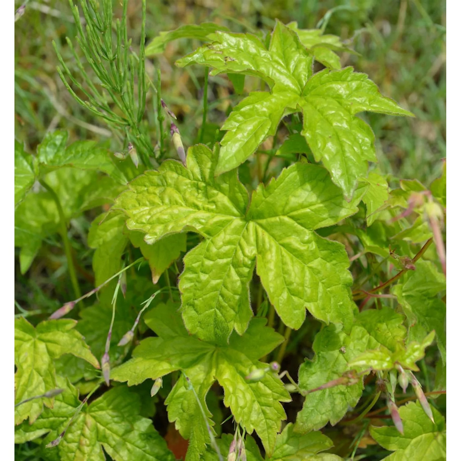 Knotiger Schatten Storchschnabel Clos du Coudray - Geranium nodosum günstig online kaufen