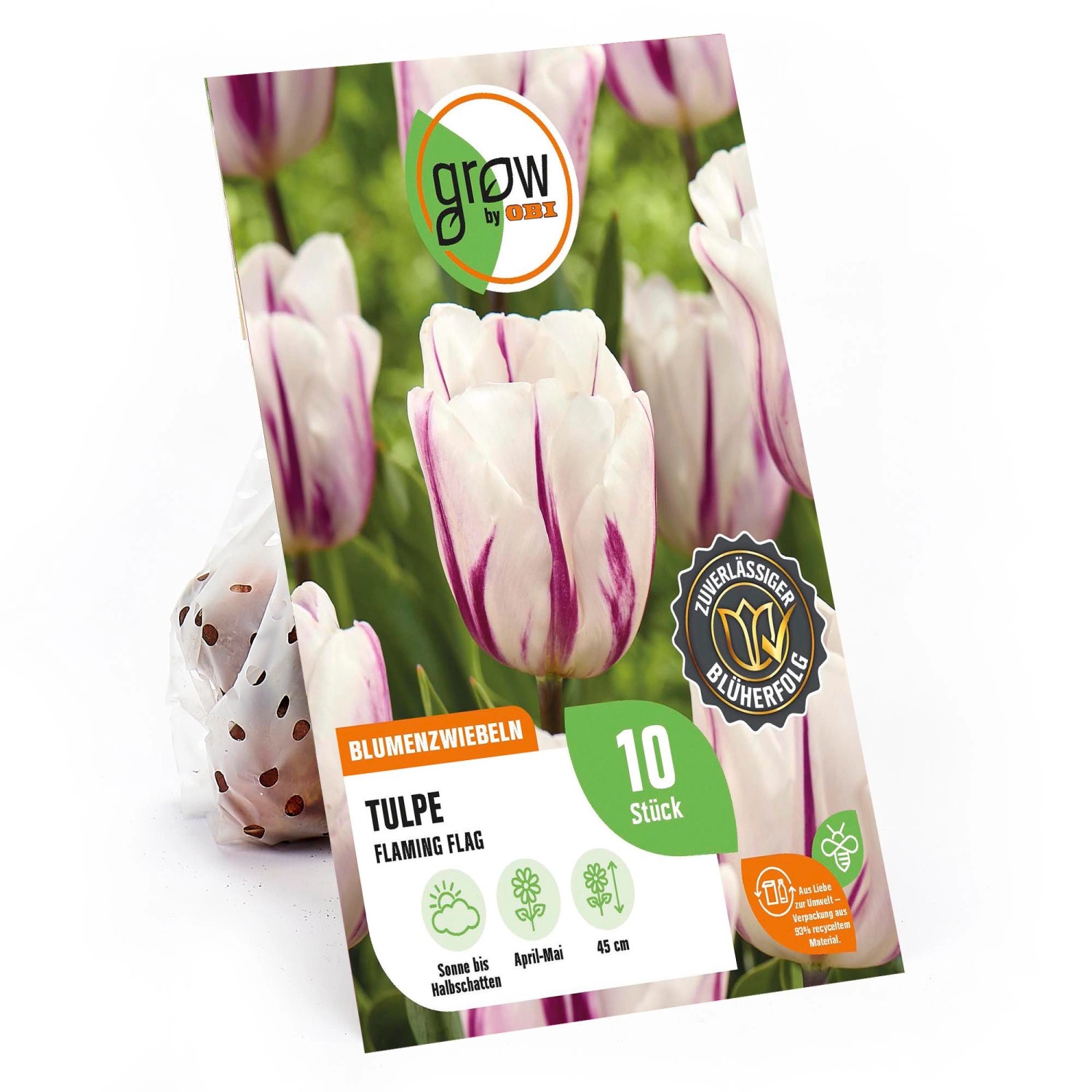 GROW by OBI Triumph-Tulpe Flaming Flag Weiß-Purpur 45 cm Tulipa günstig online kaufen