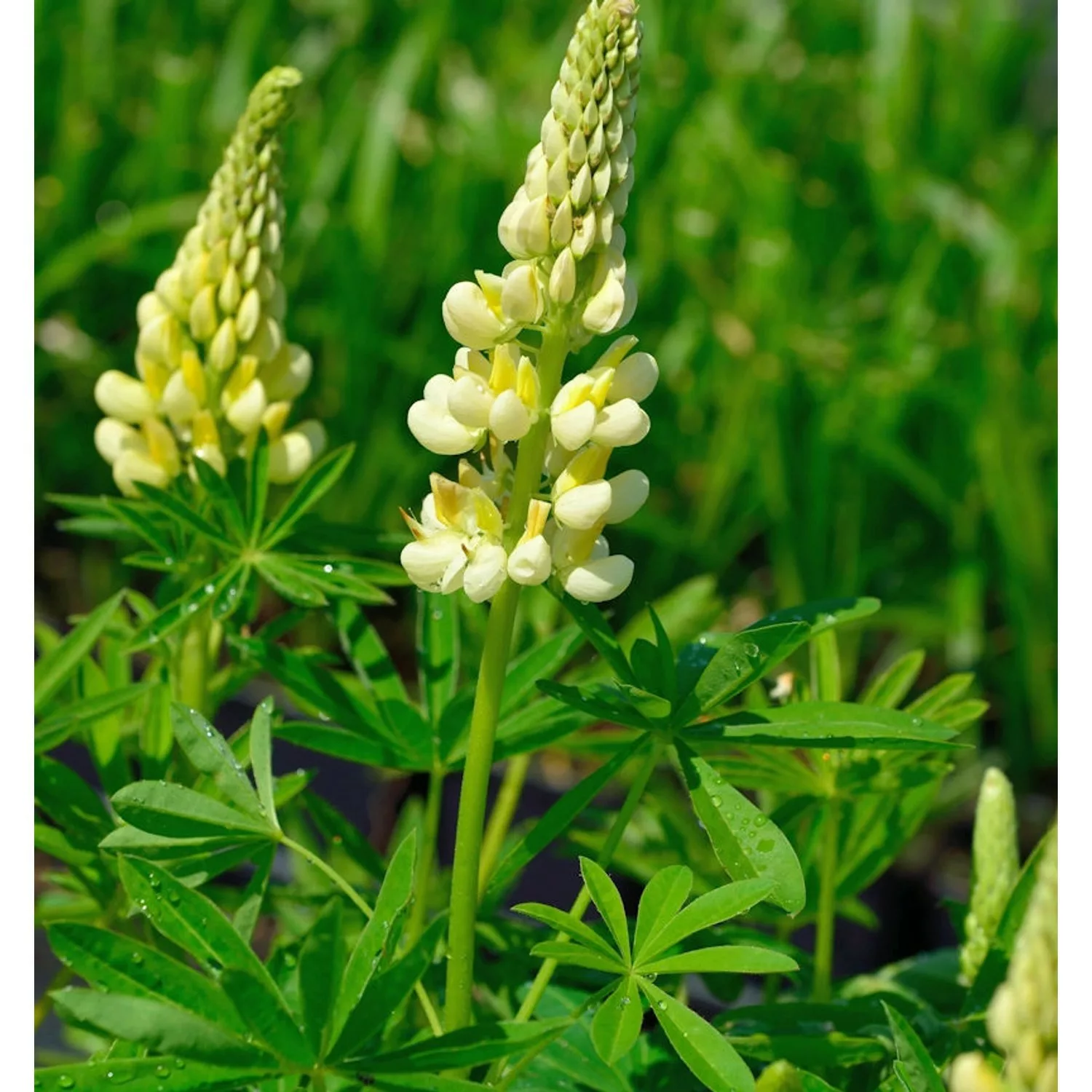 Gartenlupinie Kronleuchter - Lupinus polyphyllus günstig online kaufen