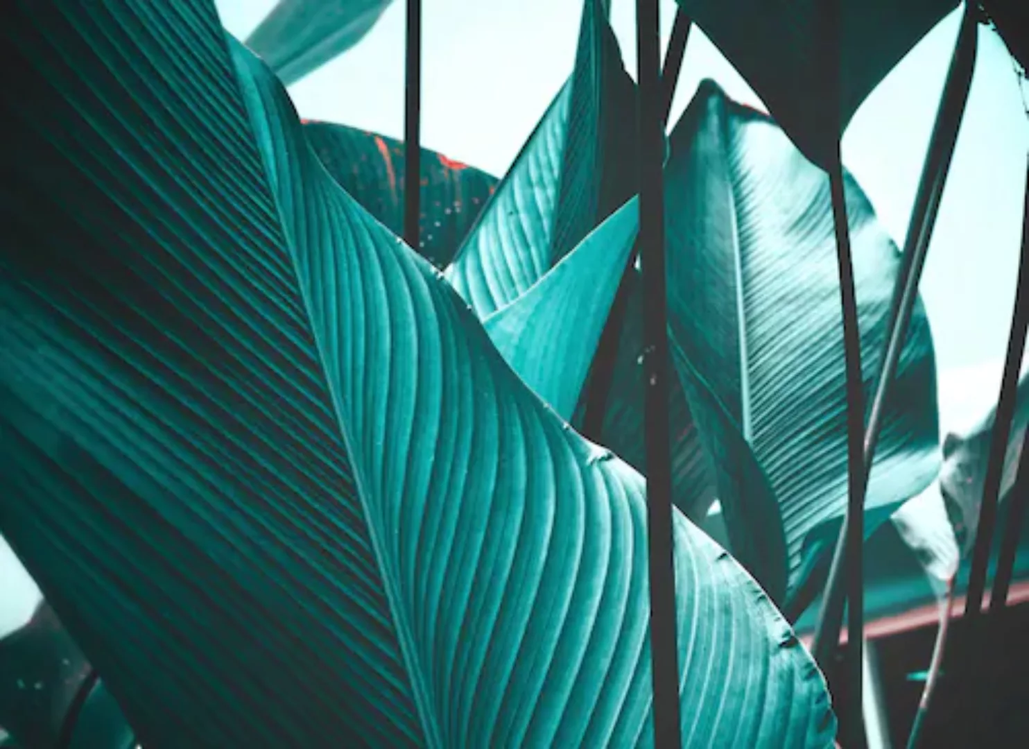 Fototapete Blätter Palmen Grün Blau 3,50 m x 2,55 m FSC® günstig online kaufen