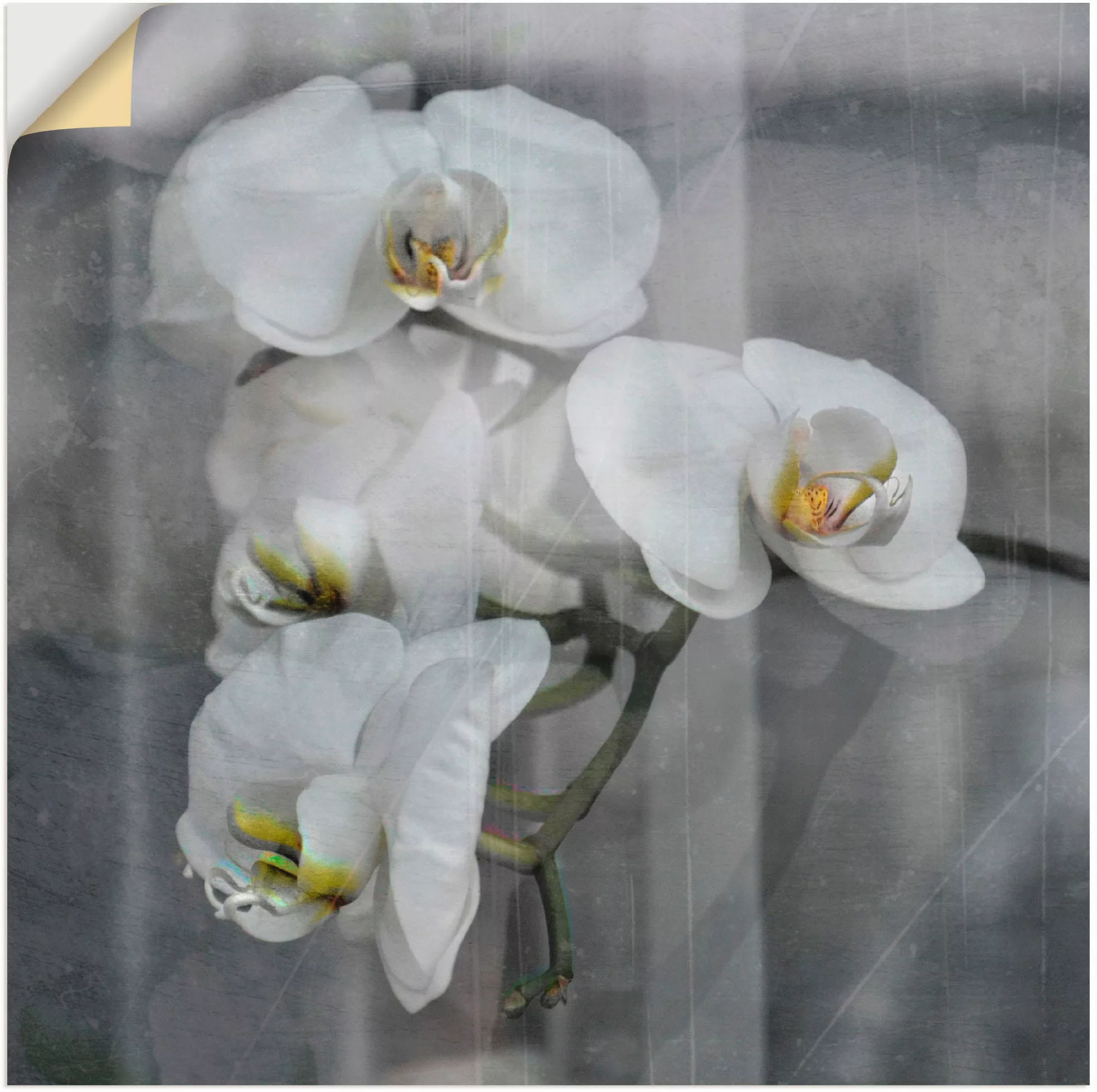 Artland Wandbild "Weisse Orchideen - white Orchid", Blumen, (1 St.) günstig online kaufen