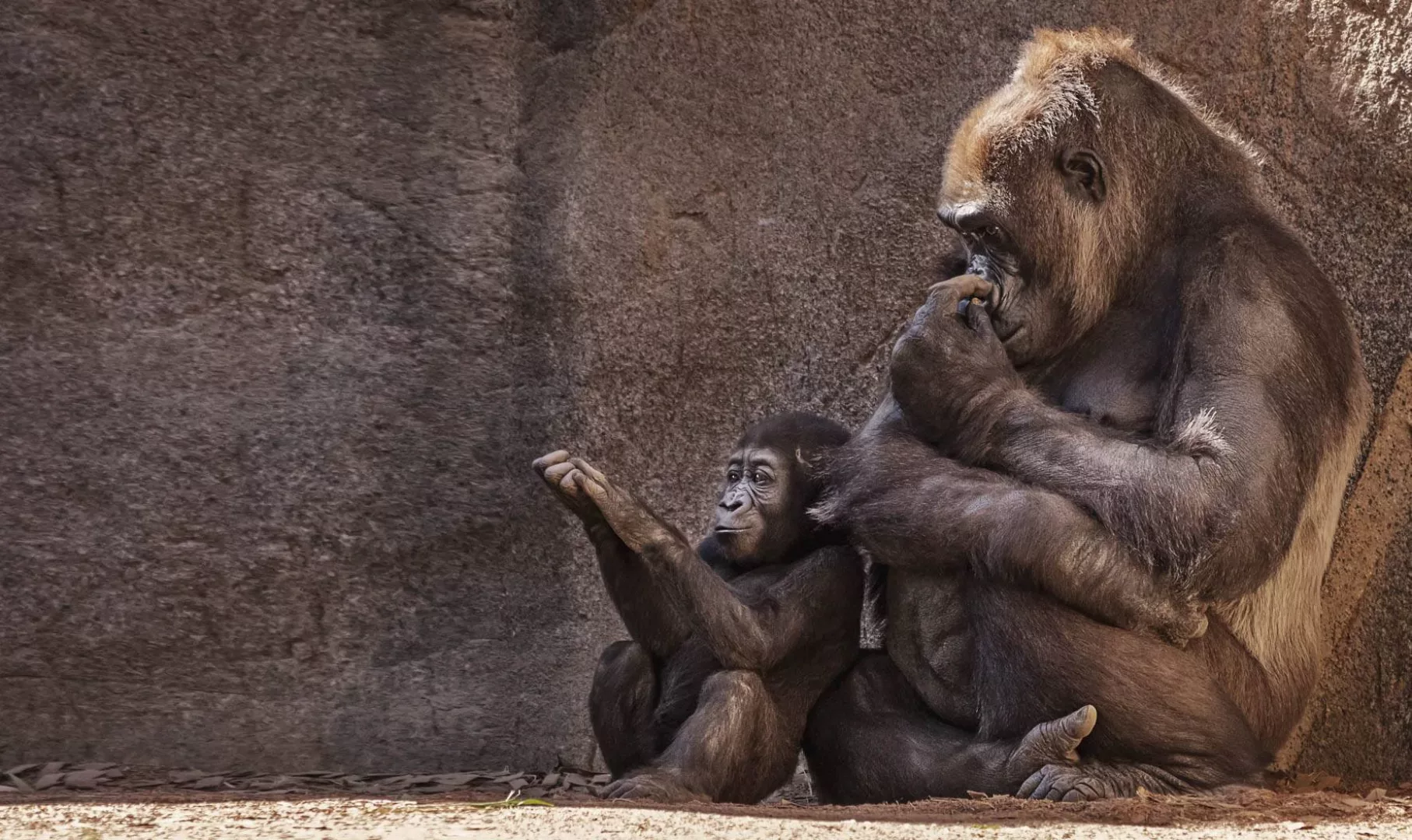 Wandkraft | Wanddekoration Gorillas günstig online kaufen