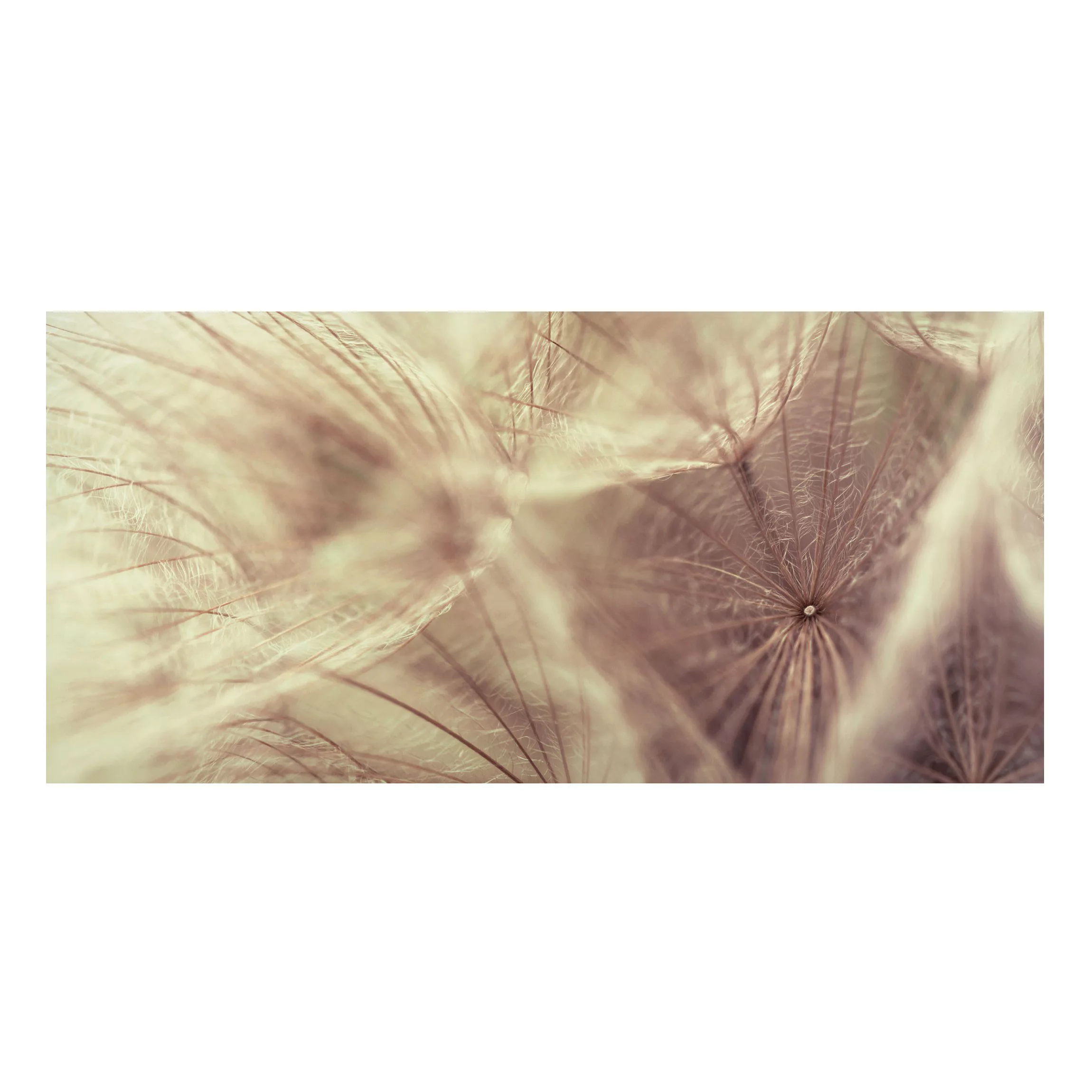 Magnettafel Blumen - Querformat 2:1 Detailreiche Pusteblumen Makroaufnahme günstig online kaufen