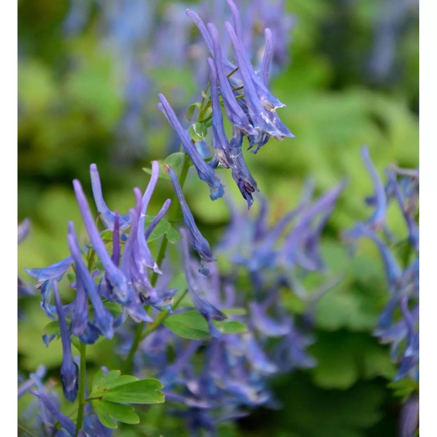 Gebogener Lerchensporn Blue Heron - Corydalis günstig online kaufen