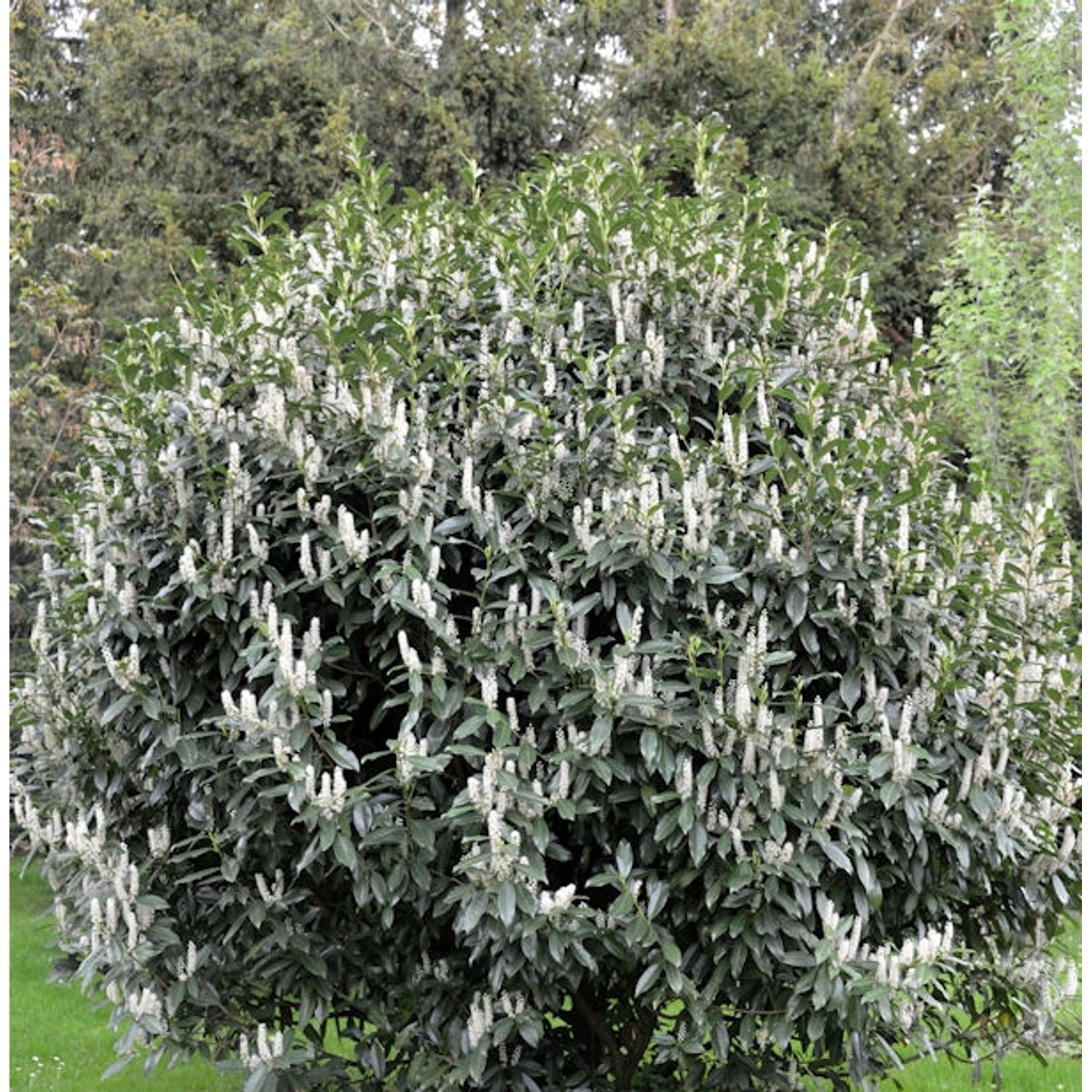 Kirschlorbeer Reynvaanii 100-125cm - Prunus laurocerasus günstig online kaufen