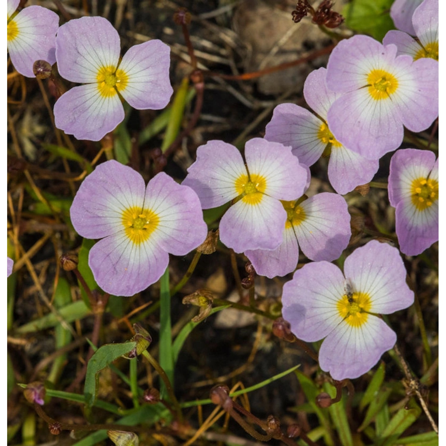 Gewöhnlicher Igelschlauch - Baldellia ranunculoides günstig online kaufen