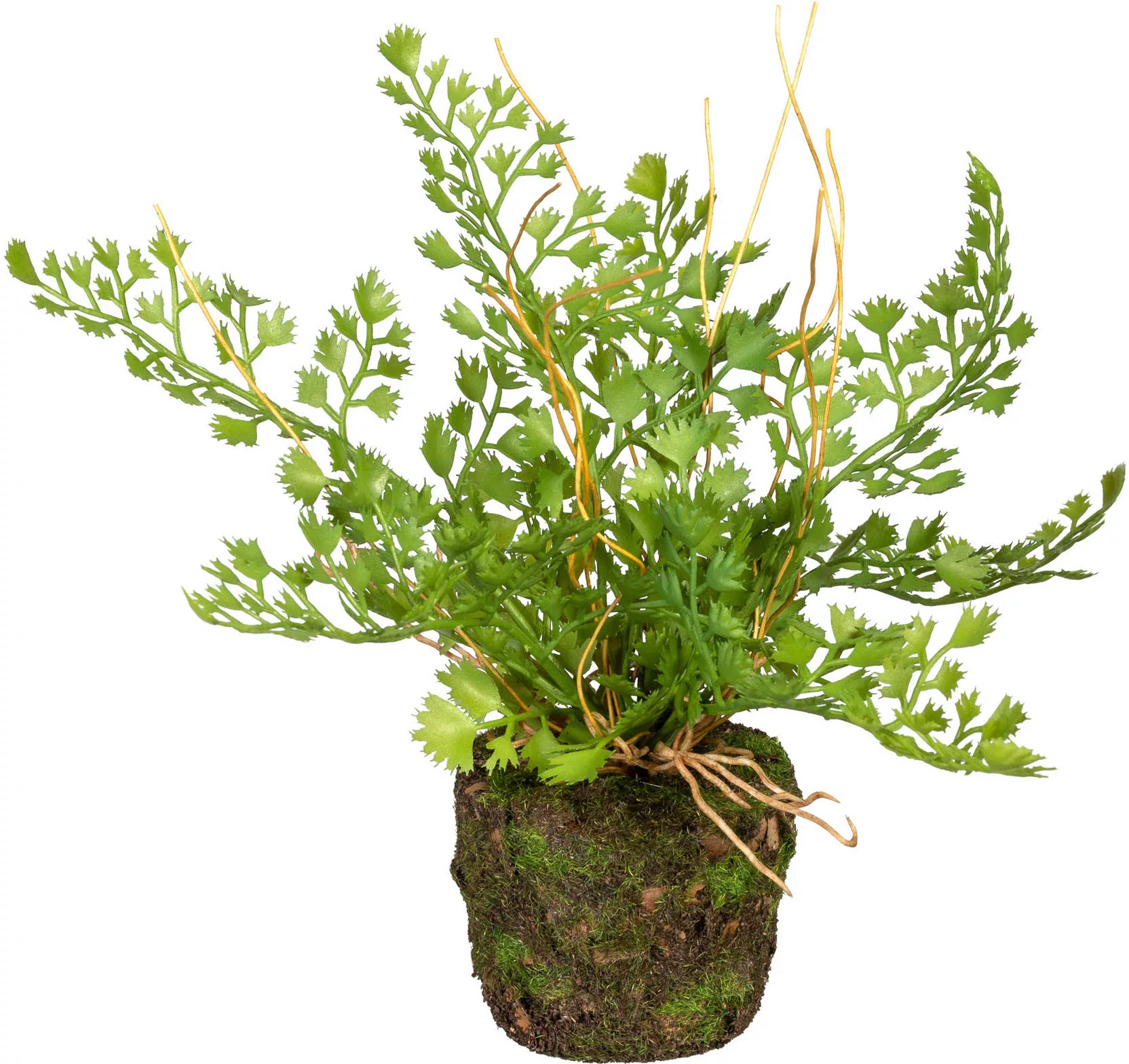 Creativ green Künstliche Zimmerpflanze "Set aus Farnpflanzen auf Wurzelball günstig online kaufen