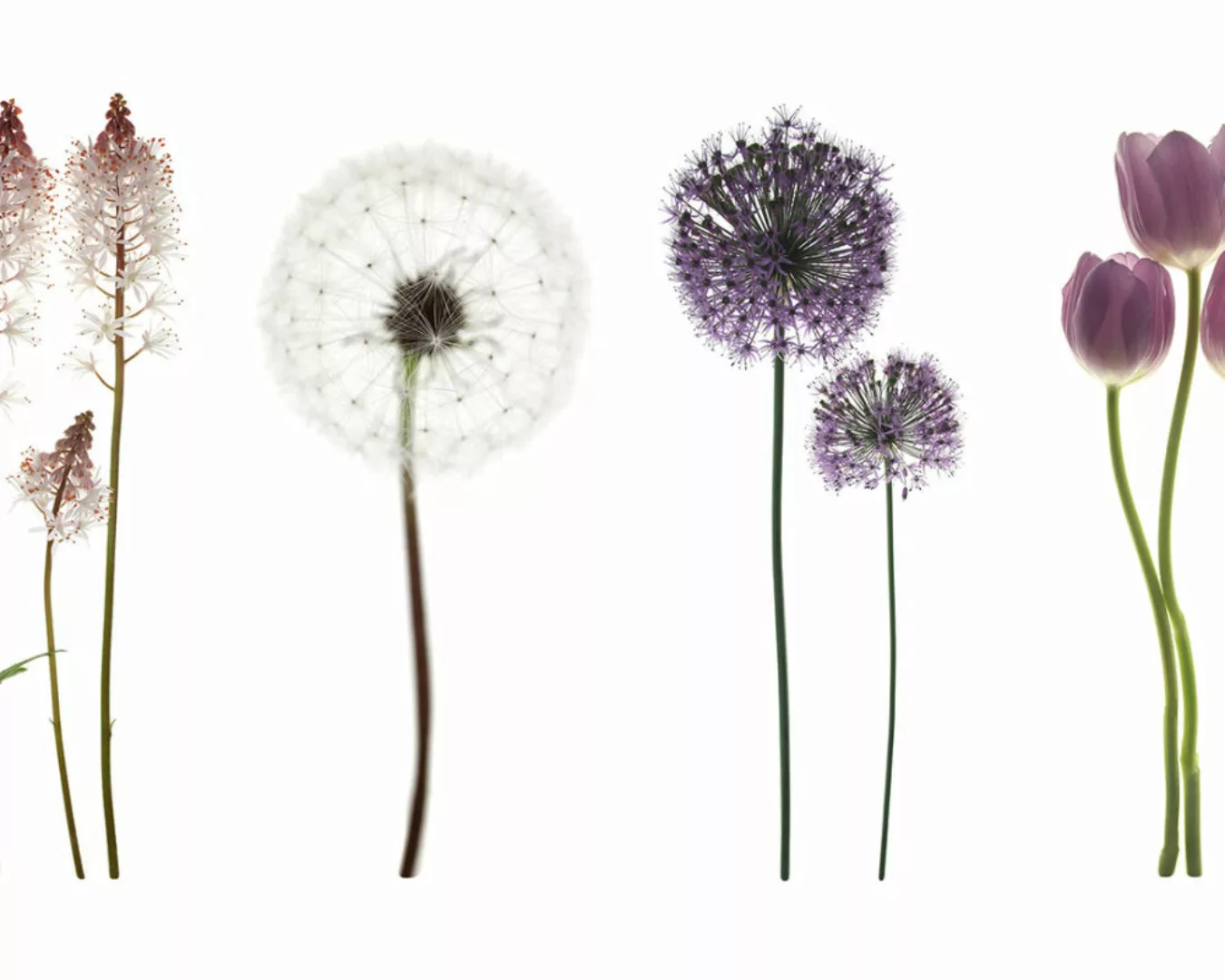 Fototapete "Lila Blumen" 4,00x2,50 m / Glattvlies Perlmutt günstig online kaufen