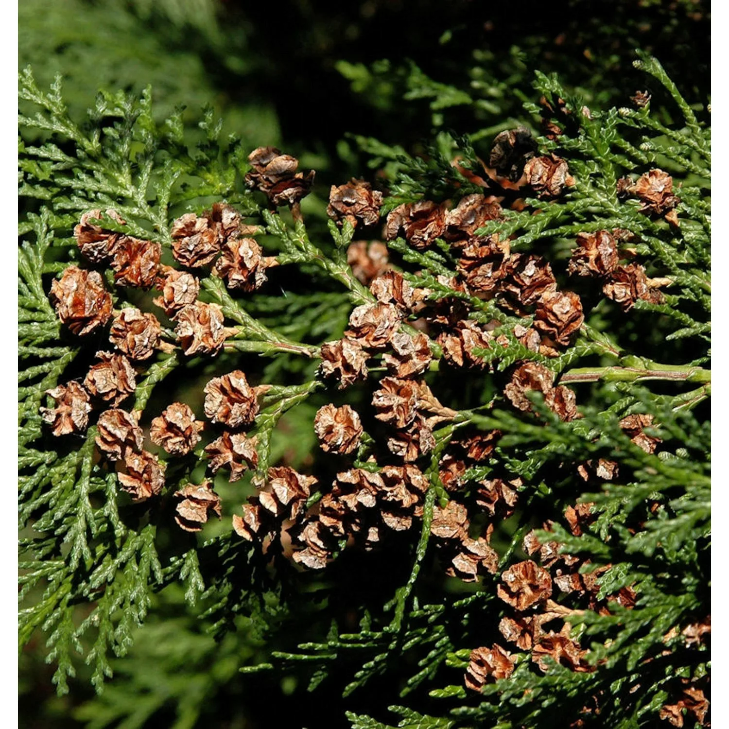 Blaue Heckenzypresse Alumii 60-80cm - Chamaecyparis lawsoniana günstig online kaufen