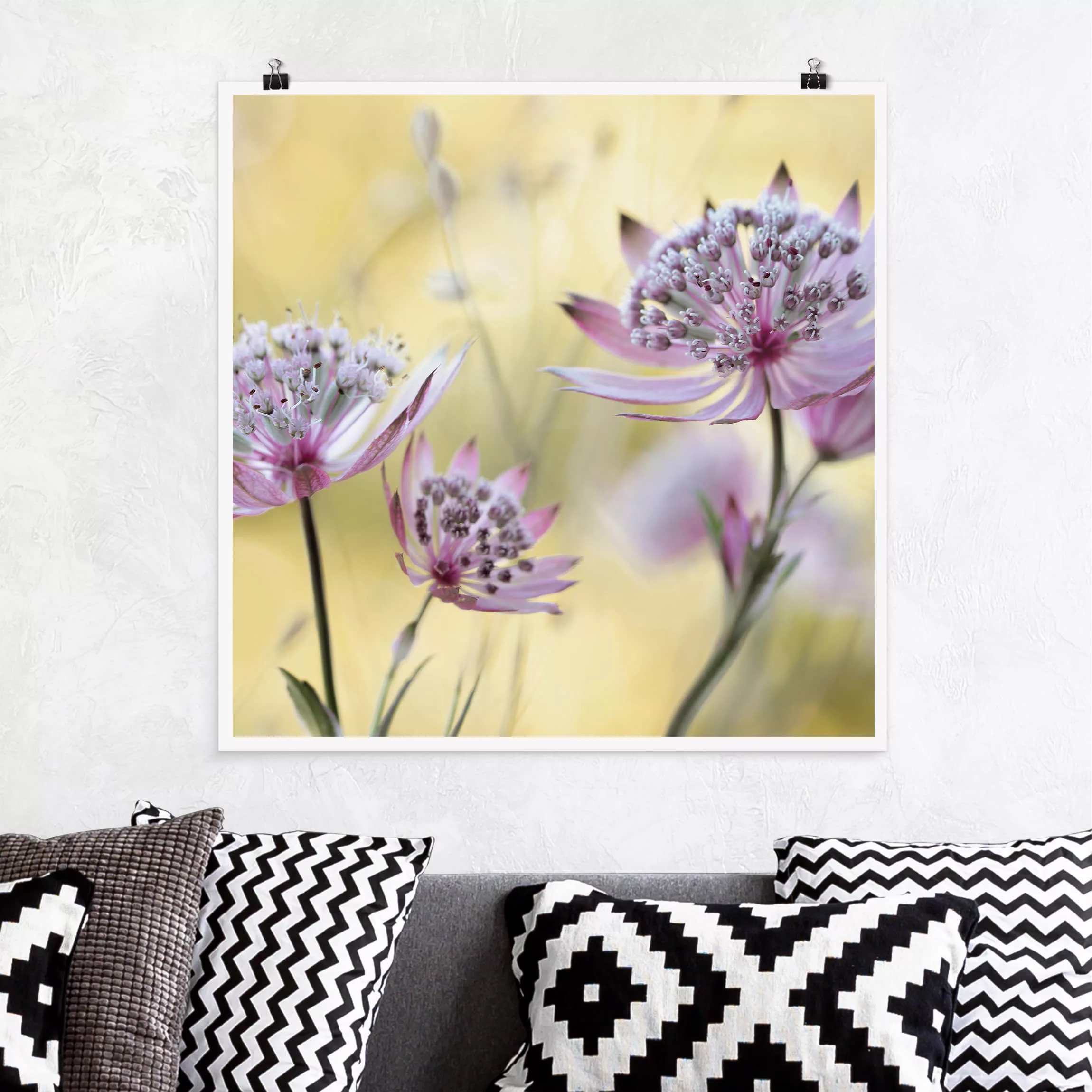 Poster Blumen - Quadrat Astrantia Major günstig online kaufen