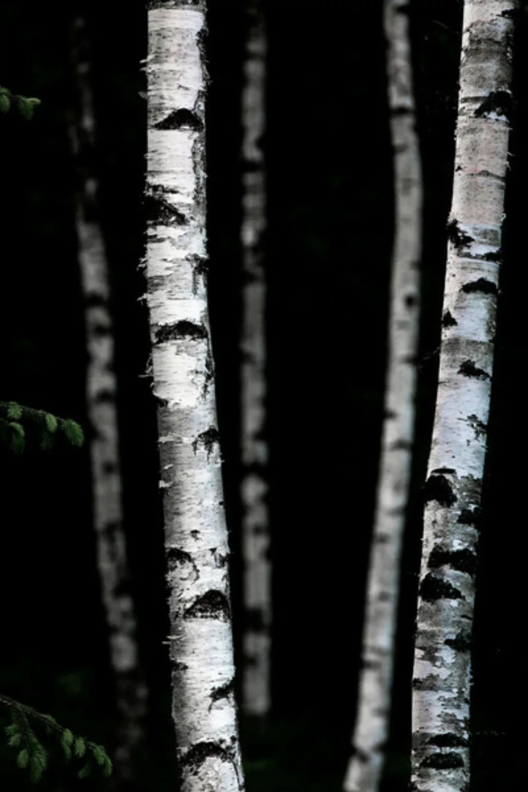 Poster / Leinwandbild - Birch Trees 5 günstig online kaufen