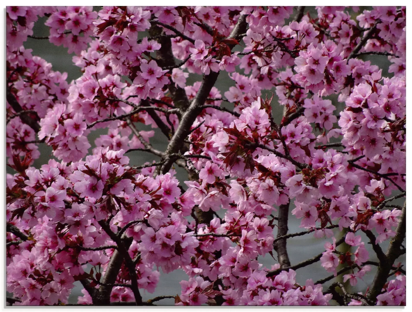 Artland Glasbild »Japanische Zierkirschen Blüte«, Bäume, (1 St.), in versch günstig online kaufen