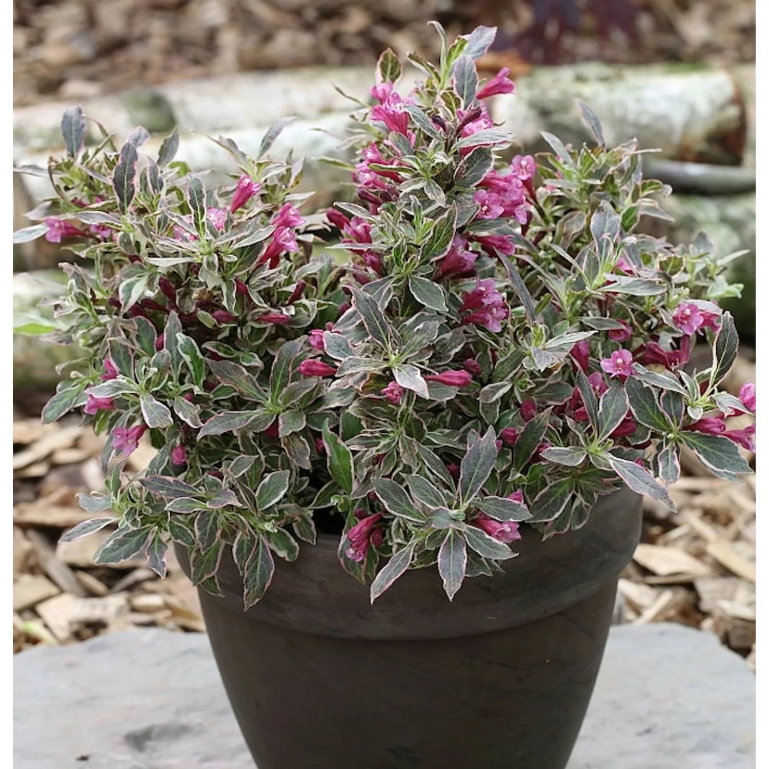 Zwerg Weigelie Monet 30-40cm - Weigela florida günstig online kaufen