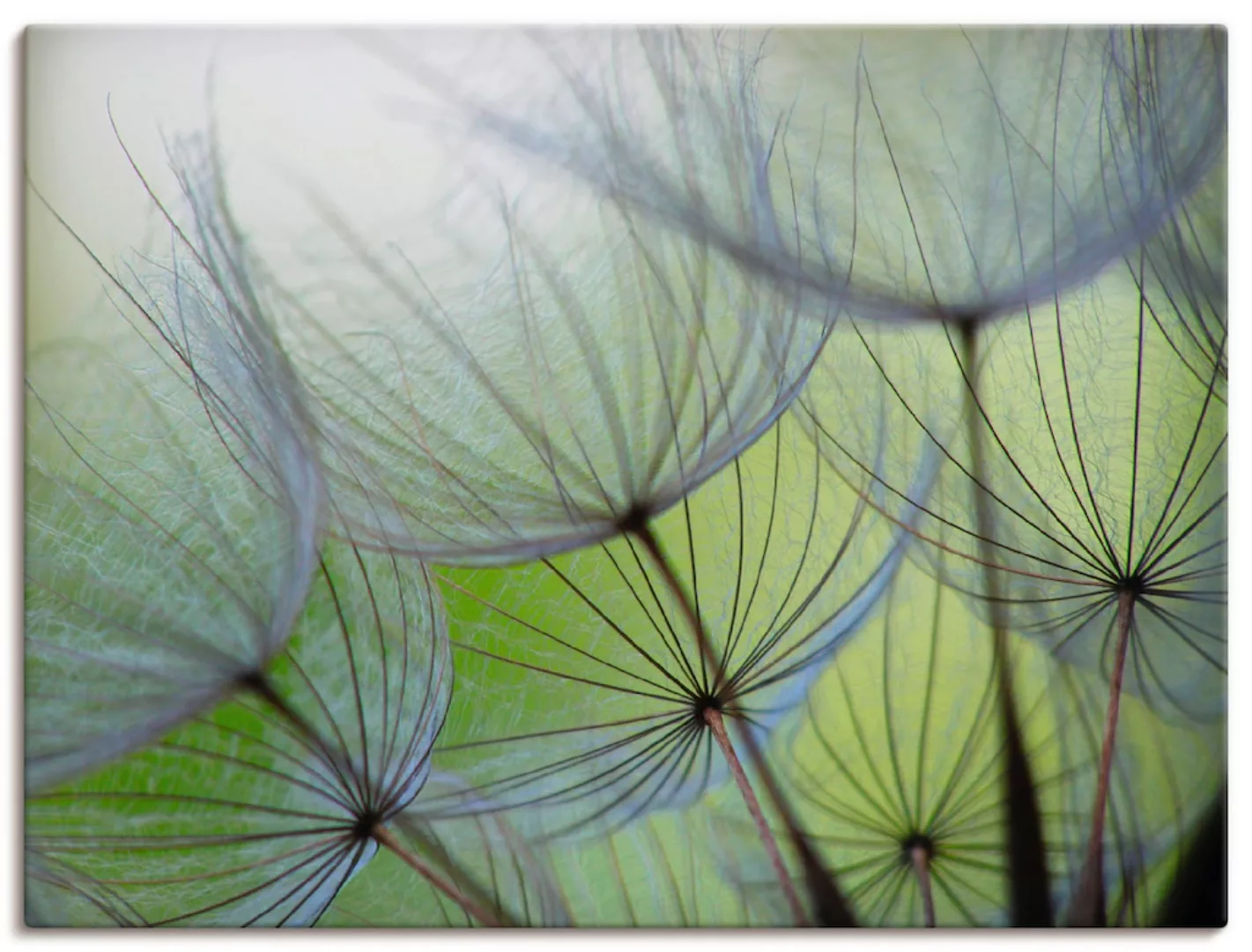 Artland Wandbild "Pusteblumen-Samen II", Blumen, (1 St.), als Leinwandbild, günstig online kaufen