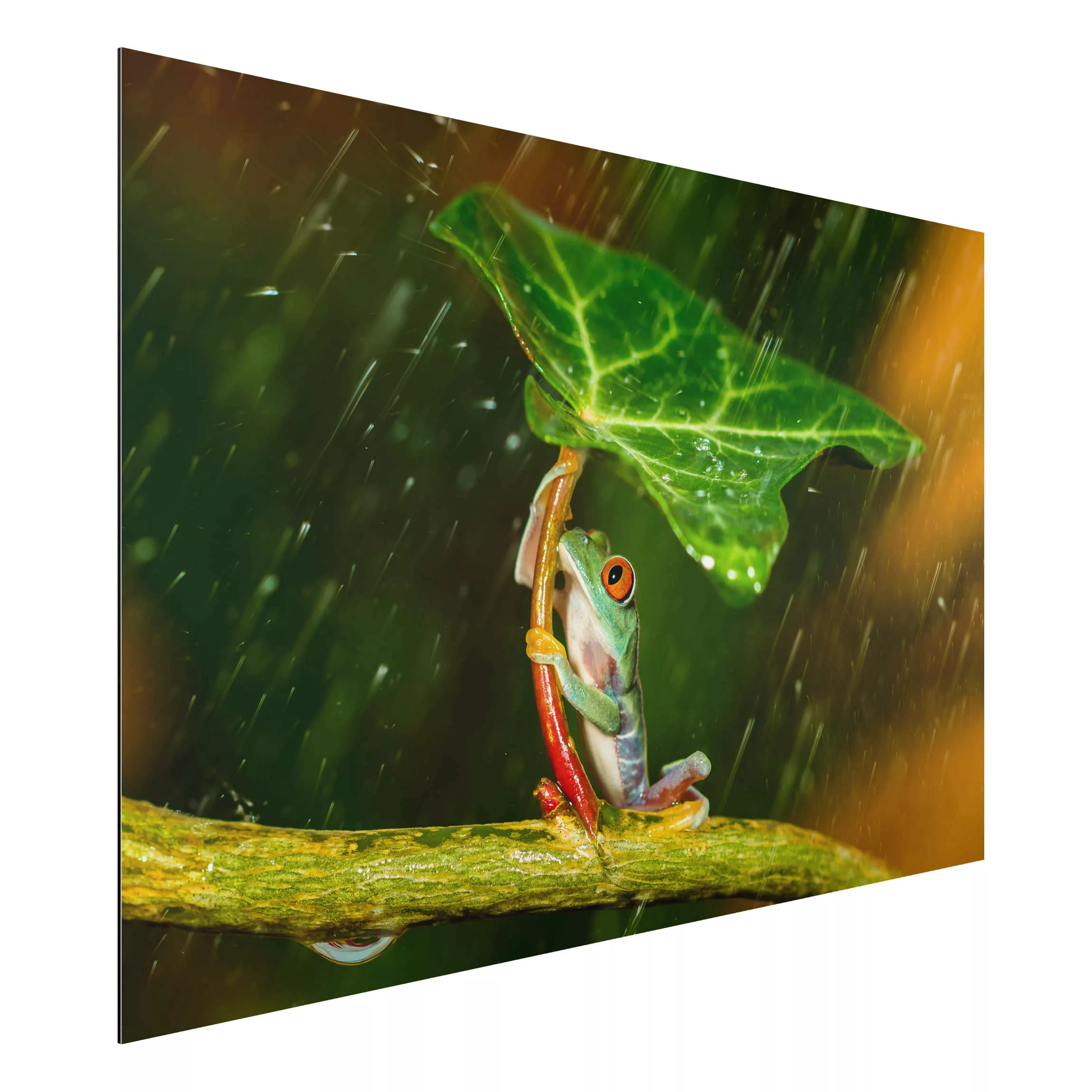 Alu-Dibond Bild Tiere - Querformat 3:2 Ein Frosch im Regen günstig online kaufen