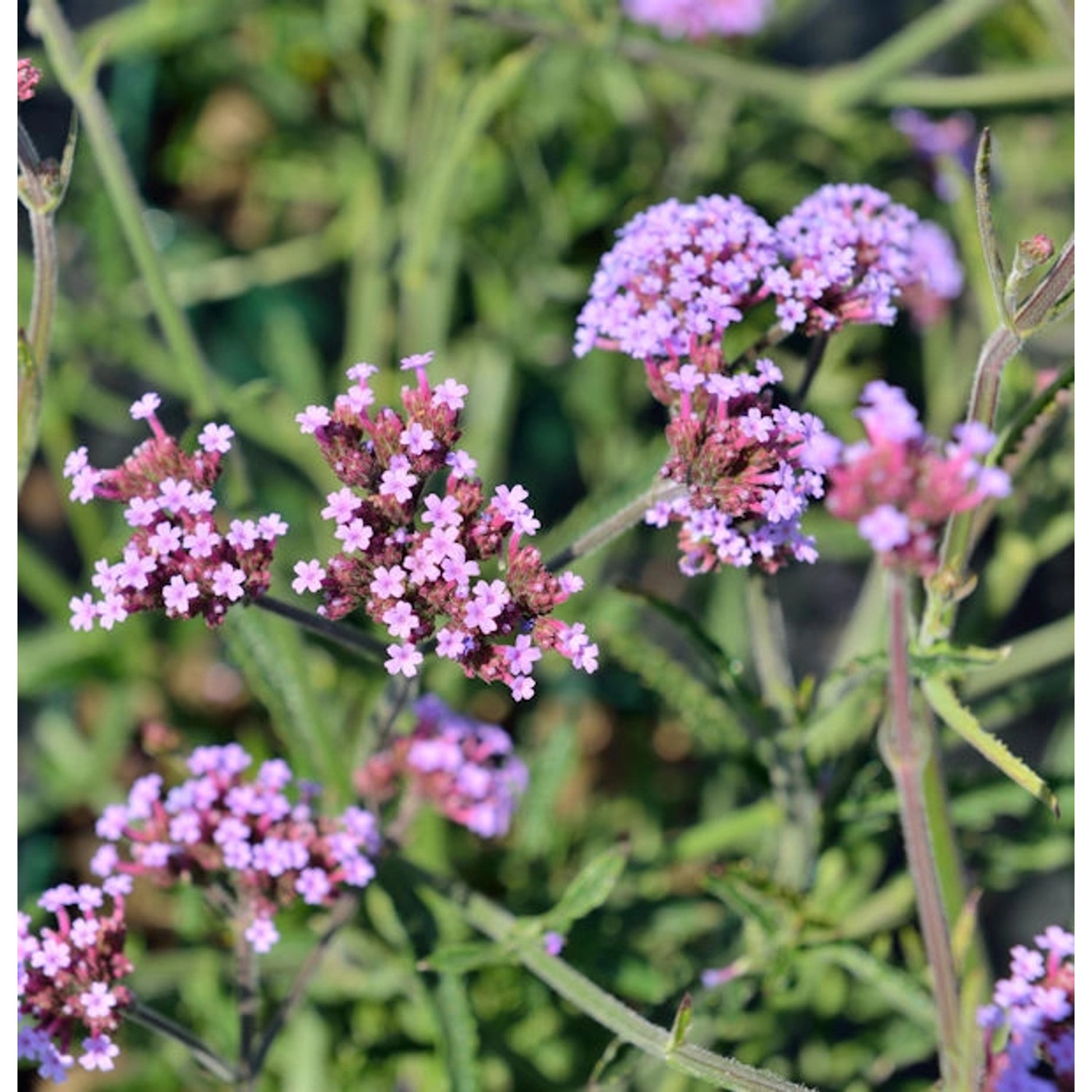 Eisenkraut Lollipop - Verbena bonariensis günstig online kaufen