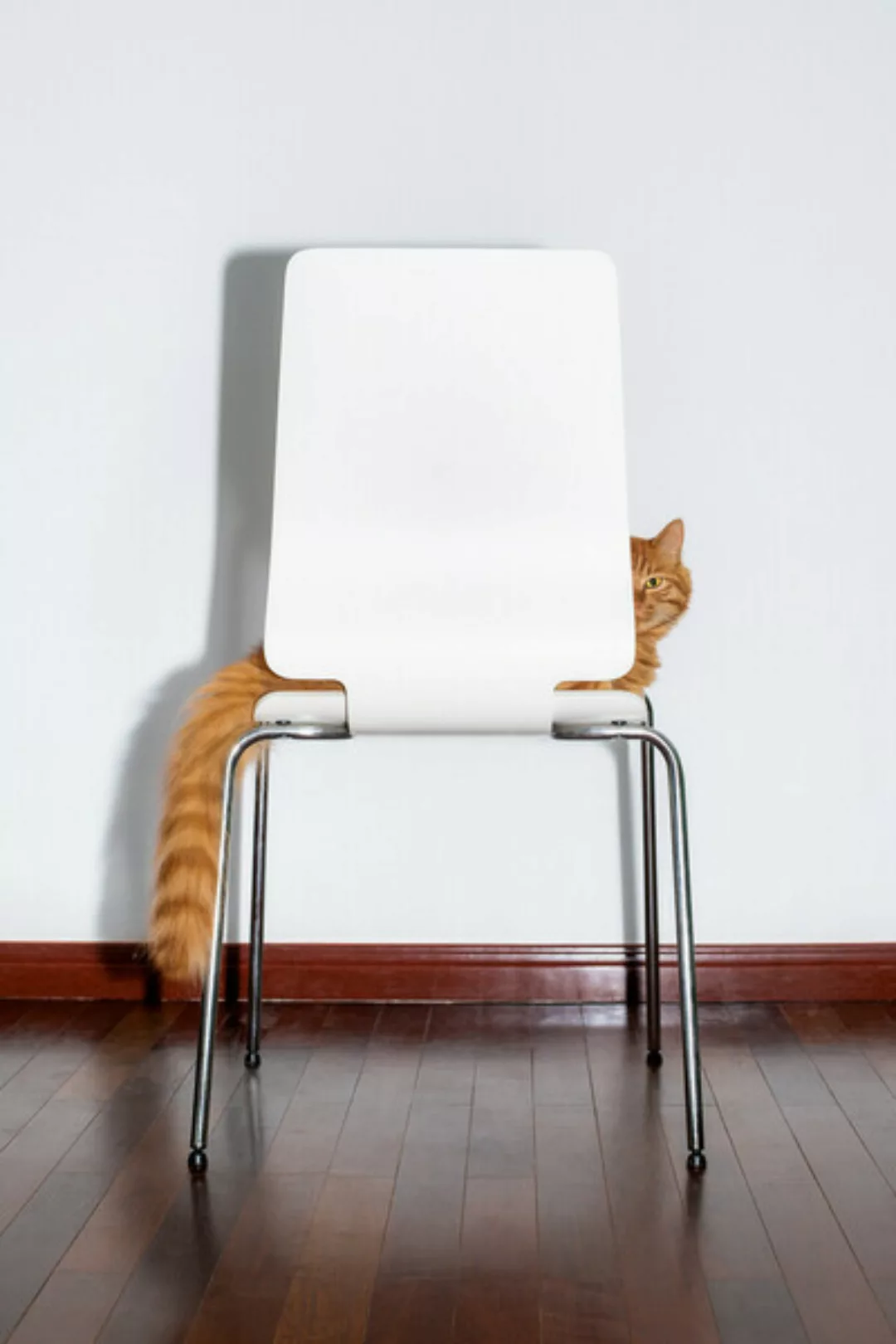 Poster / Leinwandbild - Chair Cat günstig online kaufen