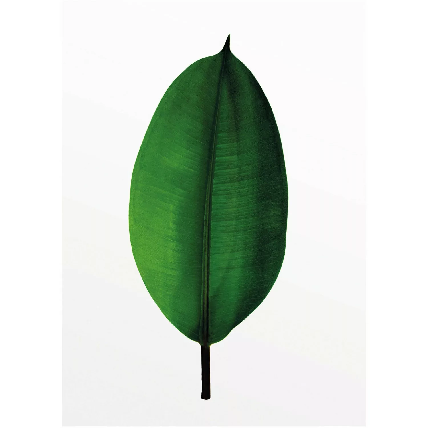 Komar Poster "Ficus Leaf", Pflanzen-Blätter, (1 St.) günstig online kaufen