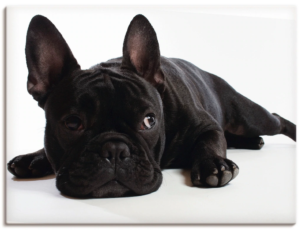 Artland Wandbild "Bulldogge", Haustiere, (1 St.), als Alubild, Outdoorbild, günstig online kaufen