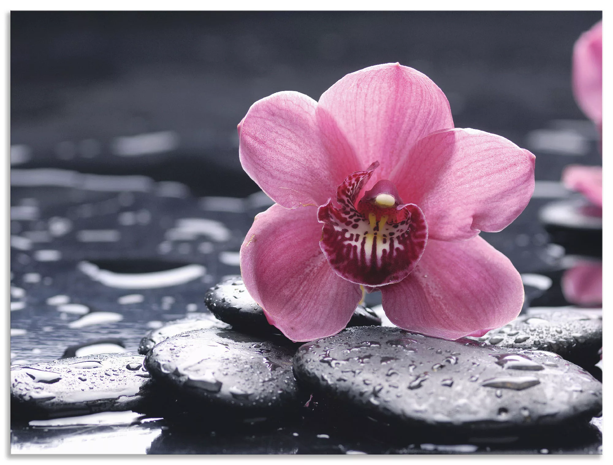 Artland Wandbild »Stillleben mit Kiesel und einer Orchidee«, Blumen, (1 St. günstig online kaufen