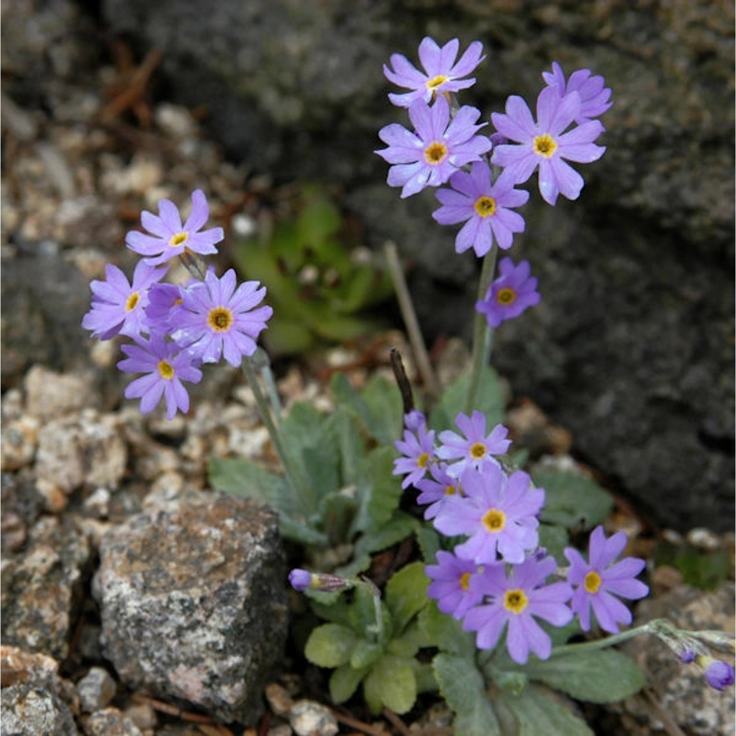 Mehlprimel - Primula farinosa günstig online kaufen