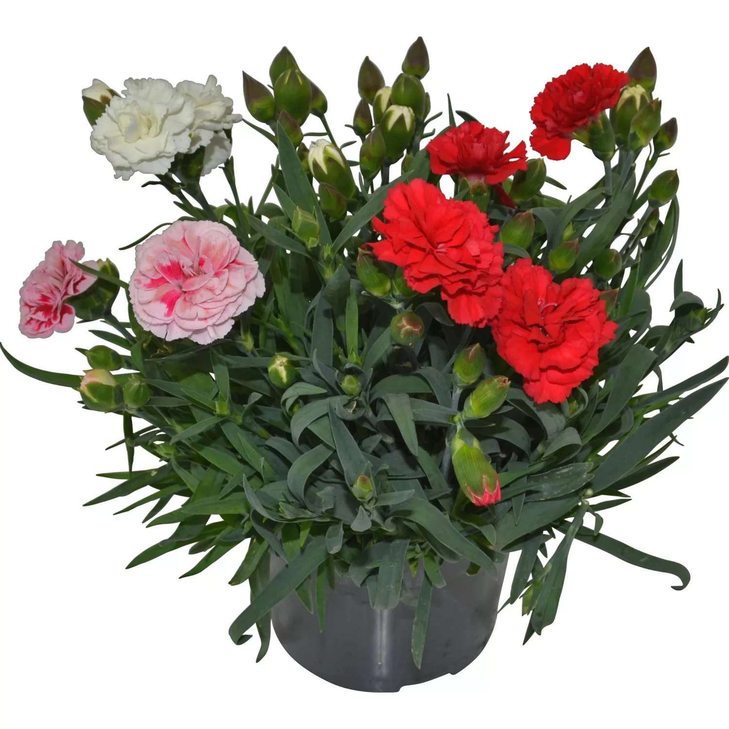 OBI Garten-Nelke Trio Topf-Ø ca. 13 cm Dianthus günstig online kaufen