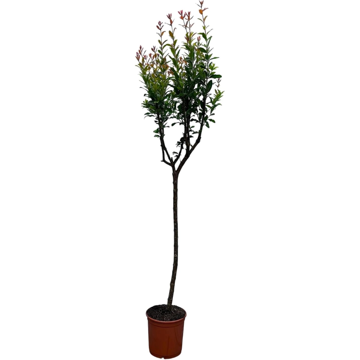 Sunny-Tree Granatapfelbaum  Winterharter Obstbaum Punica Granatum Höhe 160 günstig online kaufen