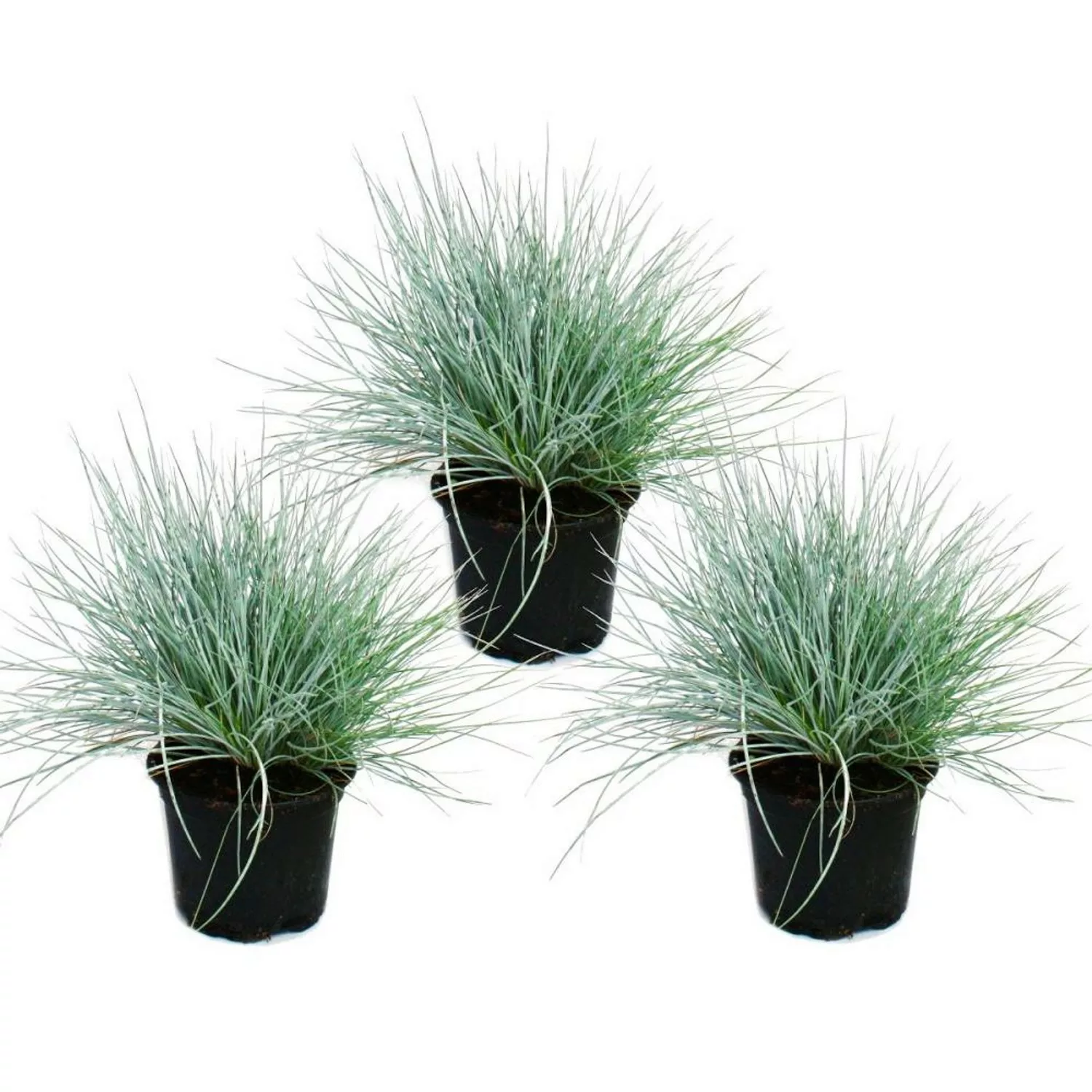 Exotenherz Blauschwingel-Gras Festuca Glauca Set mit 3 Pflanzen 9cm Topf günstig online kaufen