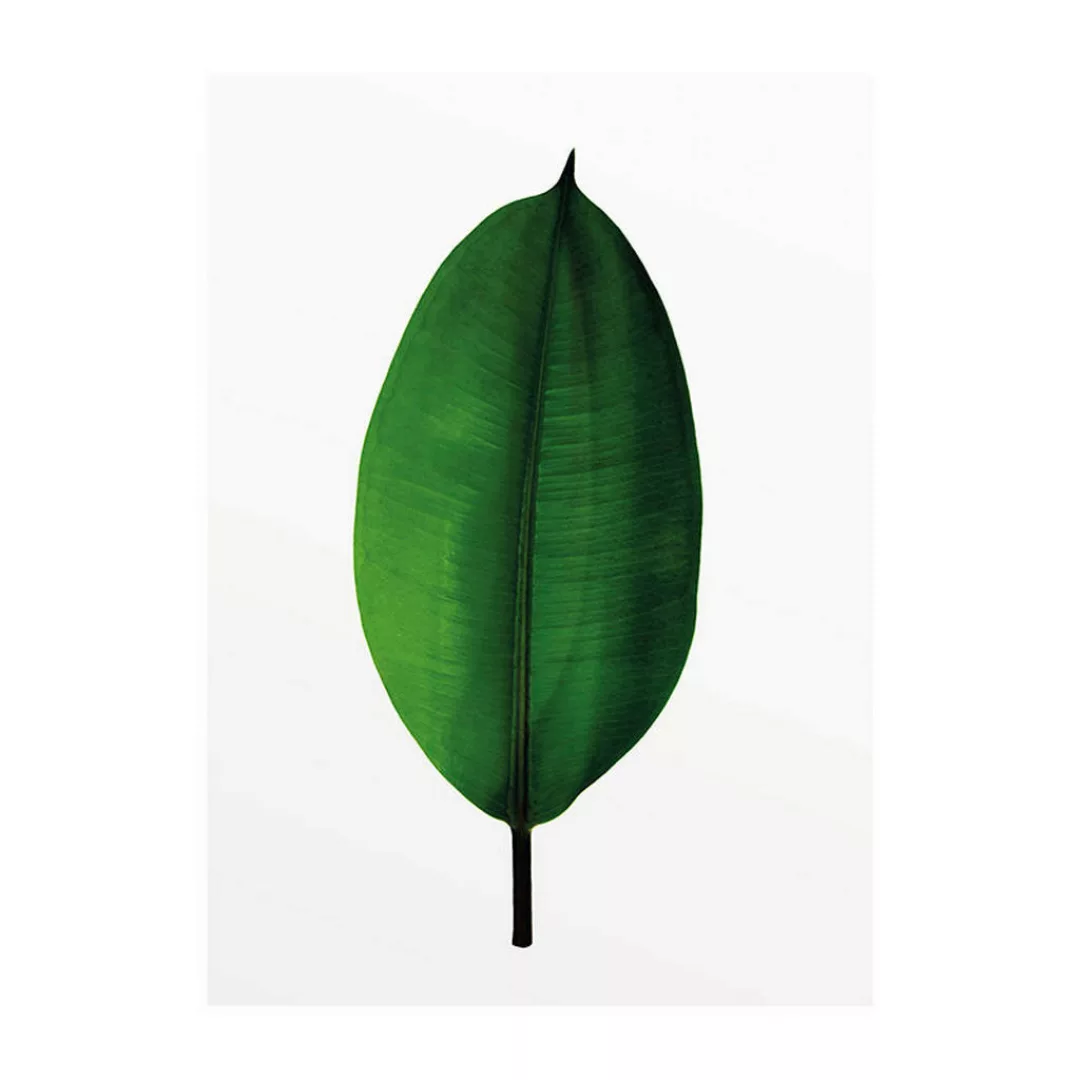 Komar Poster Ficus Leaf Pflanzen B/L: ca. 30x40 cm günstig online kaufen